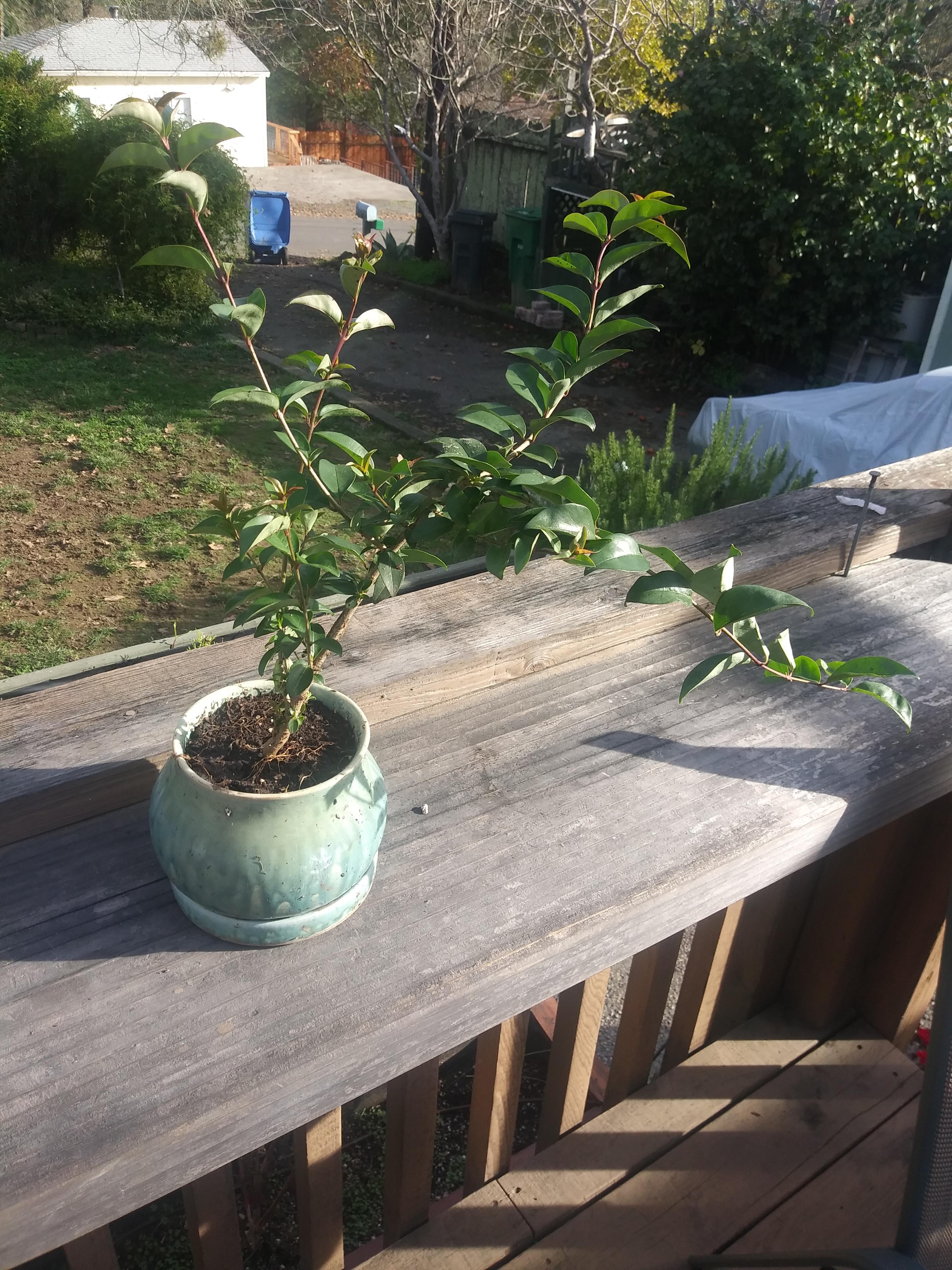 This meyer lemon tree popped out of a 25 year old tree i had in the