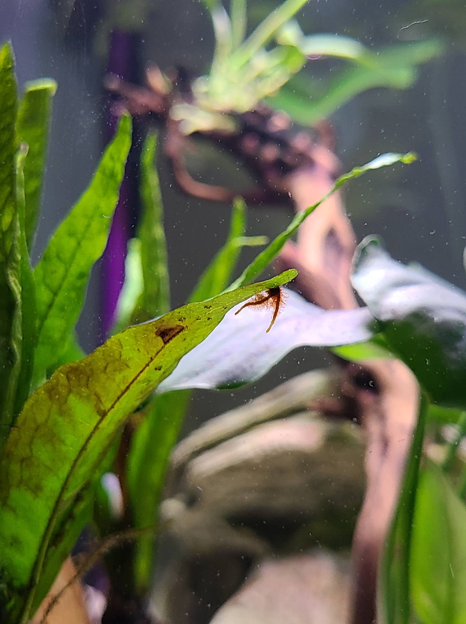 Anyone know what this brown thing growing on my Java Fern is??? r