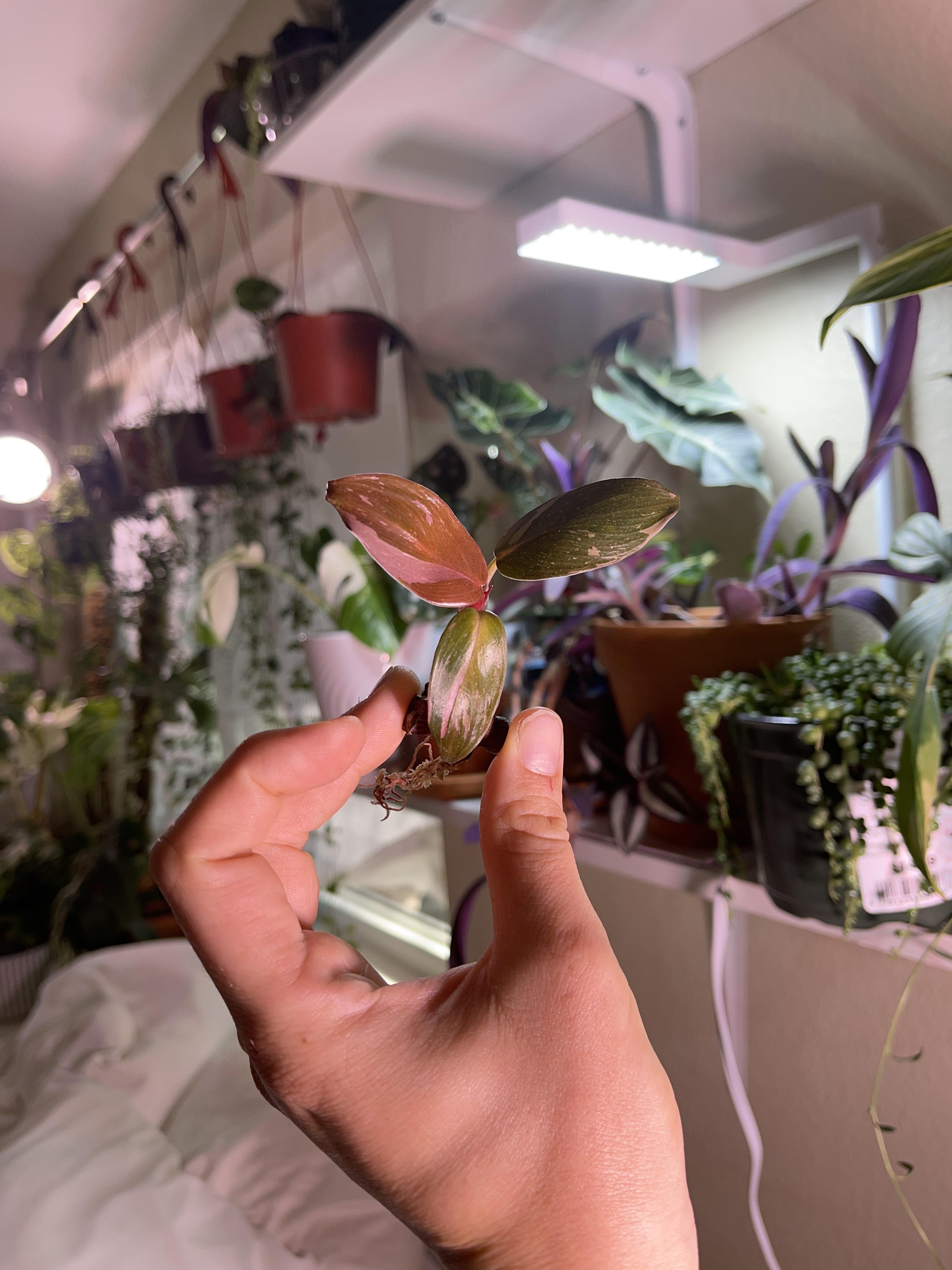 overview for amanducktan