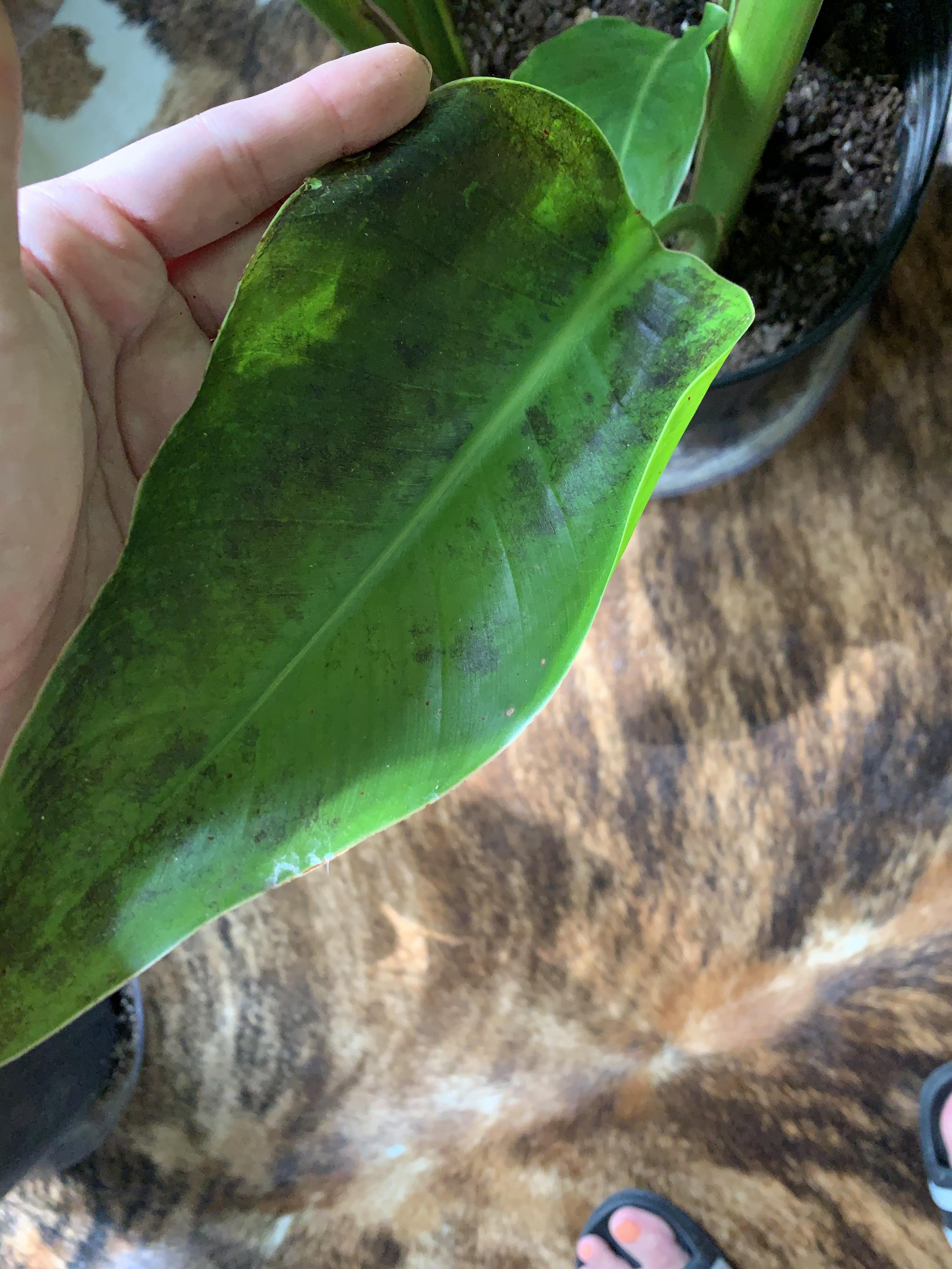 My Birds of Paradise leaves have these black spots appearing. Help! r