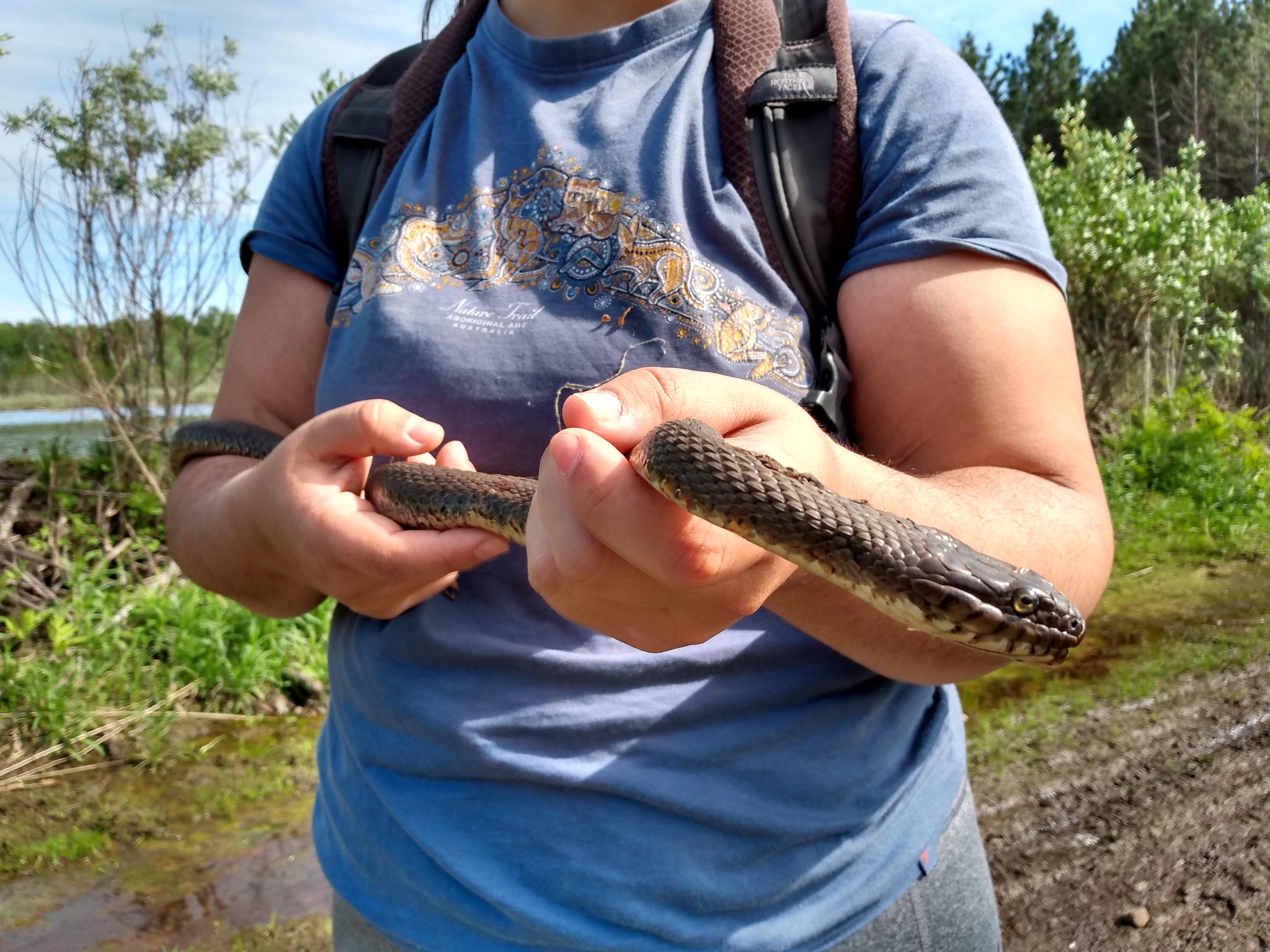 Northern water snake. One of the biggest I caught. He bite me a few