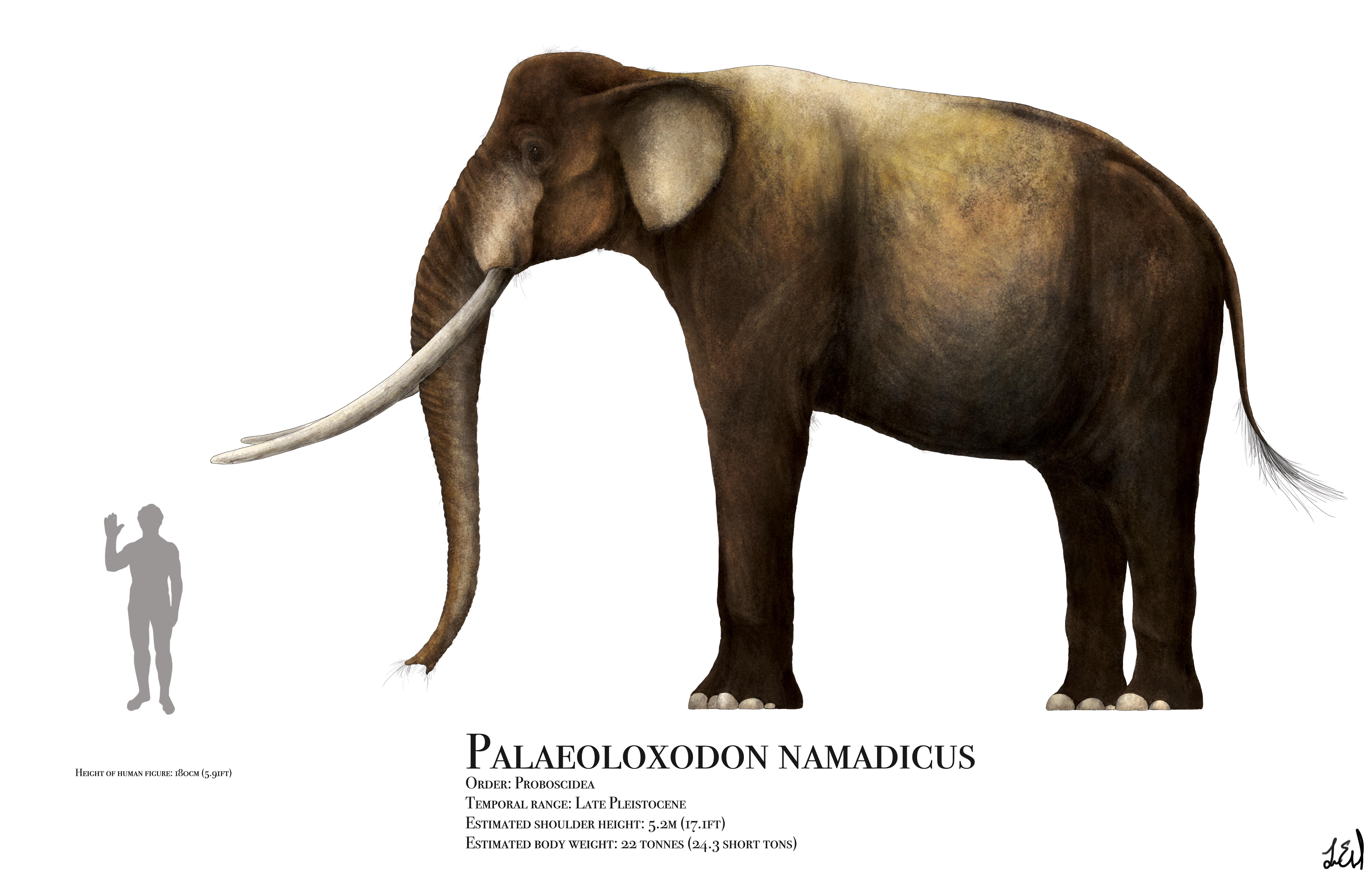 The Largest Land Mammal That Ever Lived, Paleoloxodon namadicus, From