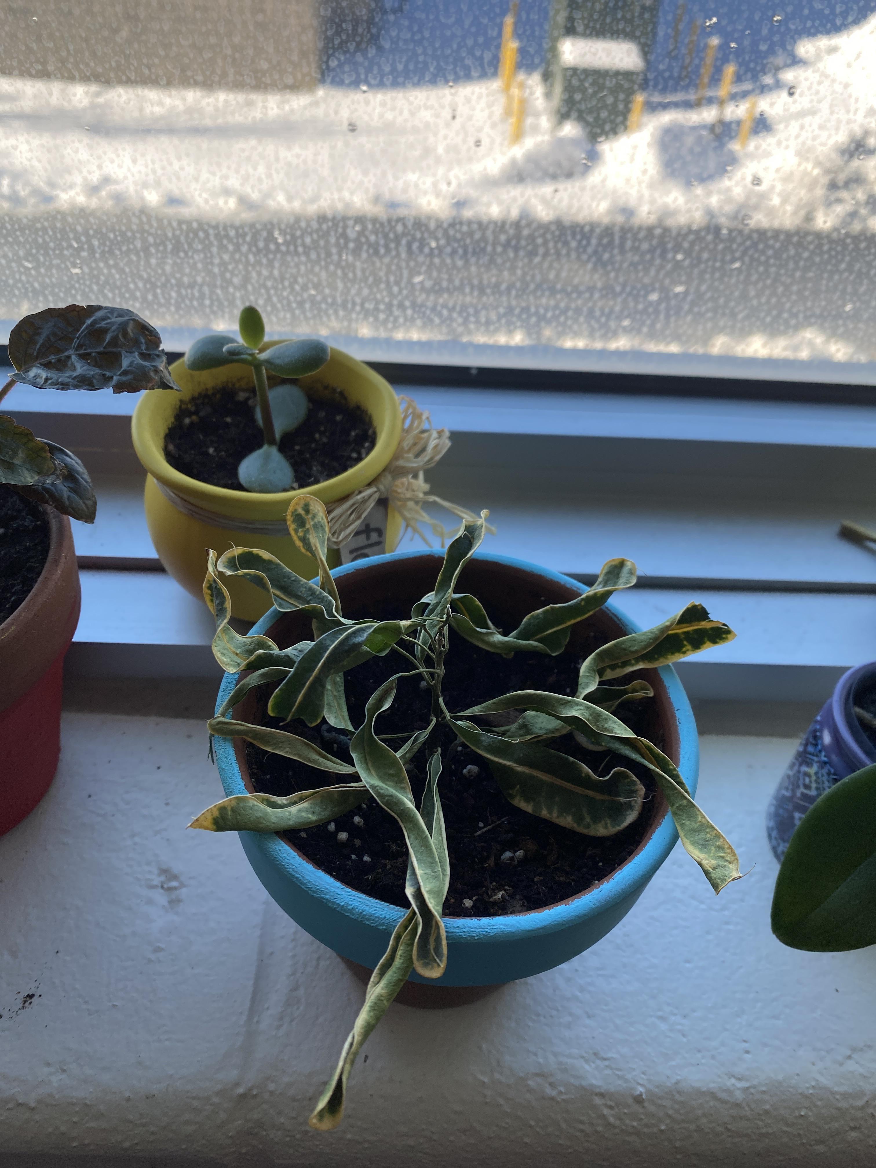 Croton dry and crispy r/plantclinic