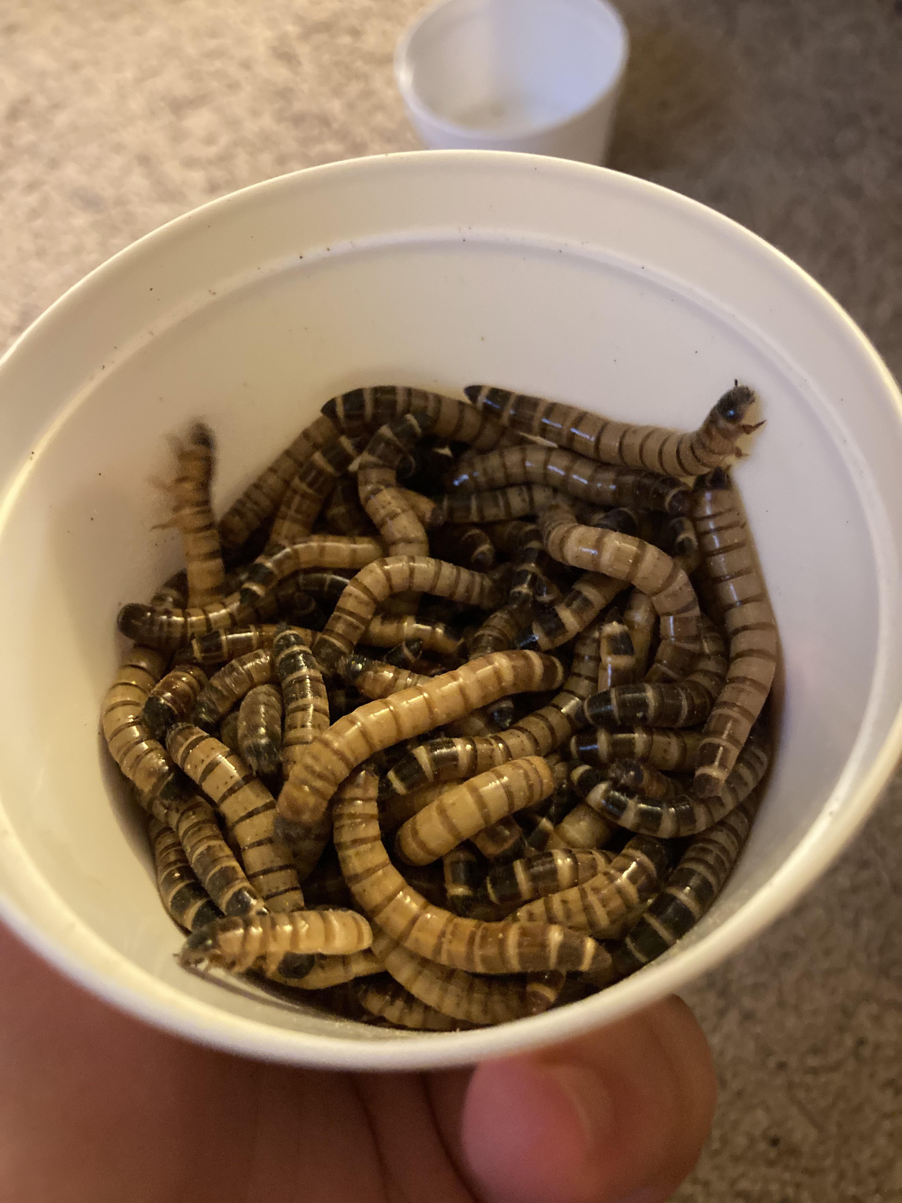 Petsmart score!! I got a cup of 50 super worms and it came with 104