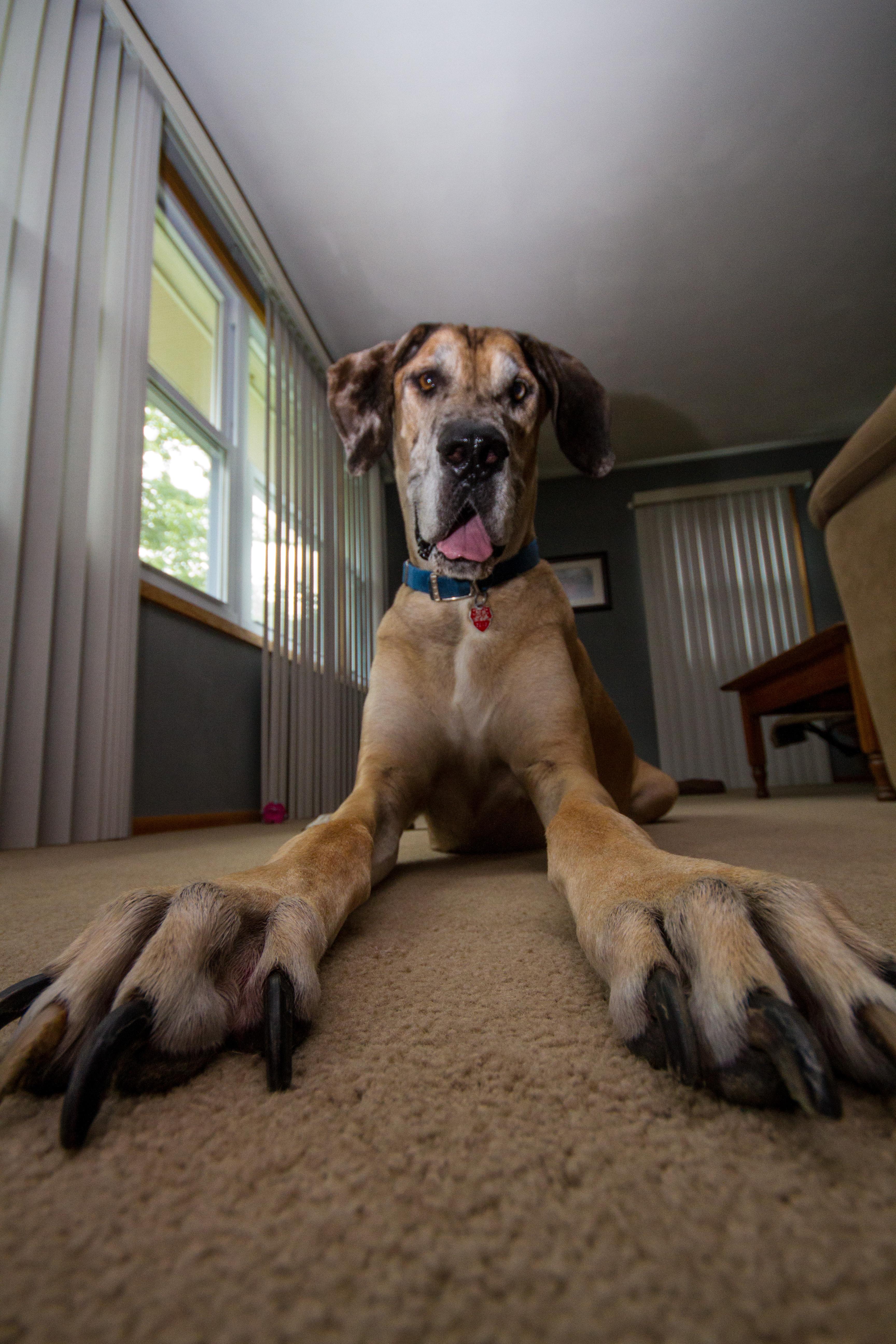 Big dog feets r/confusing_perspective