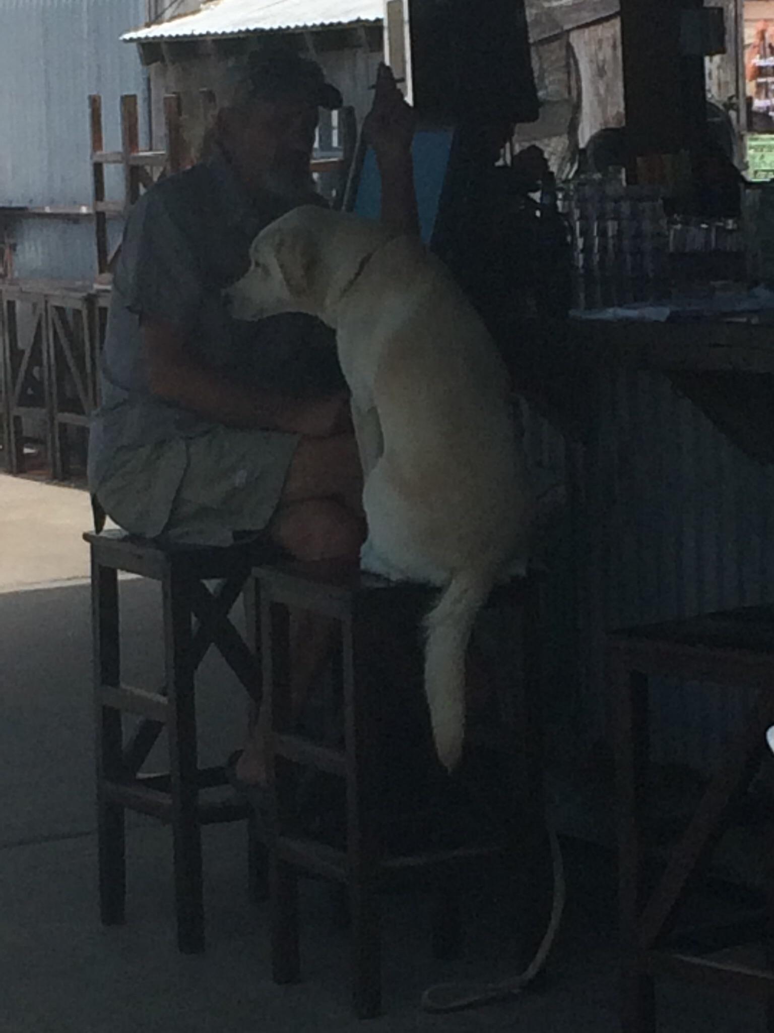 Dog trained to sit on barstool r/pics