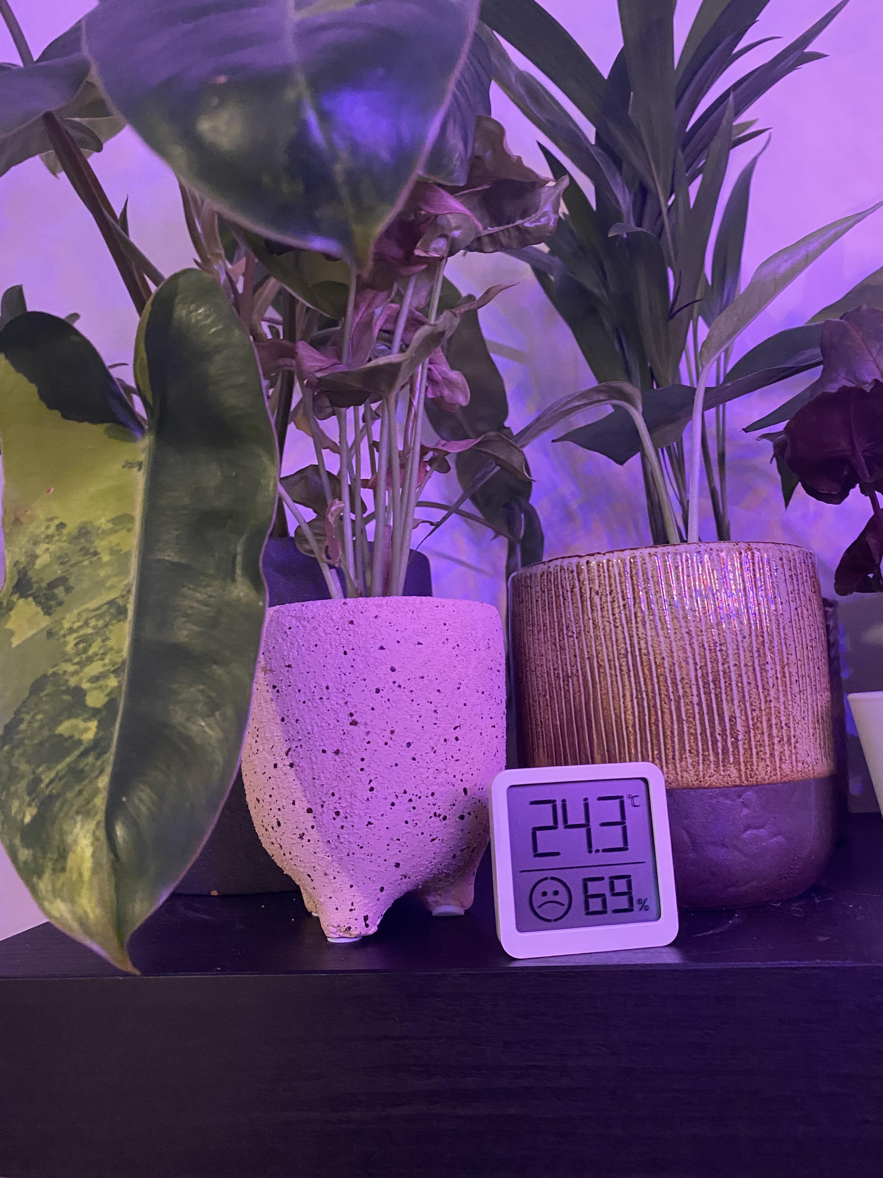 Hygrometer being a lil frisky r/houseplants