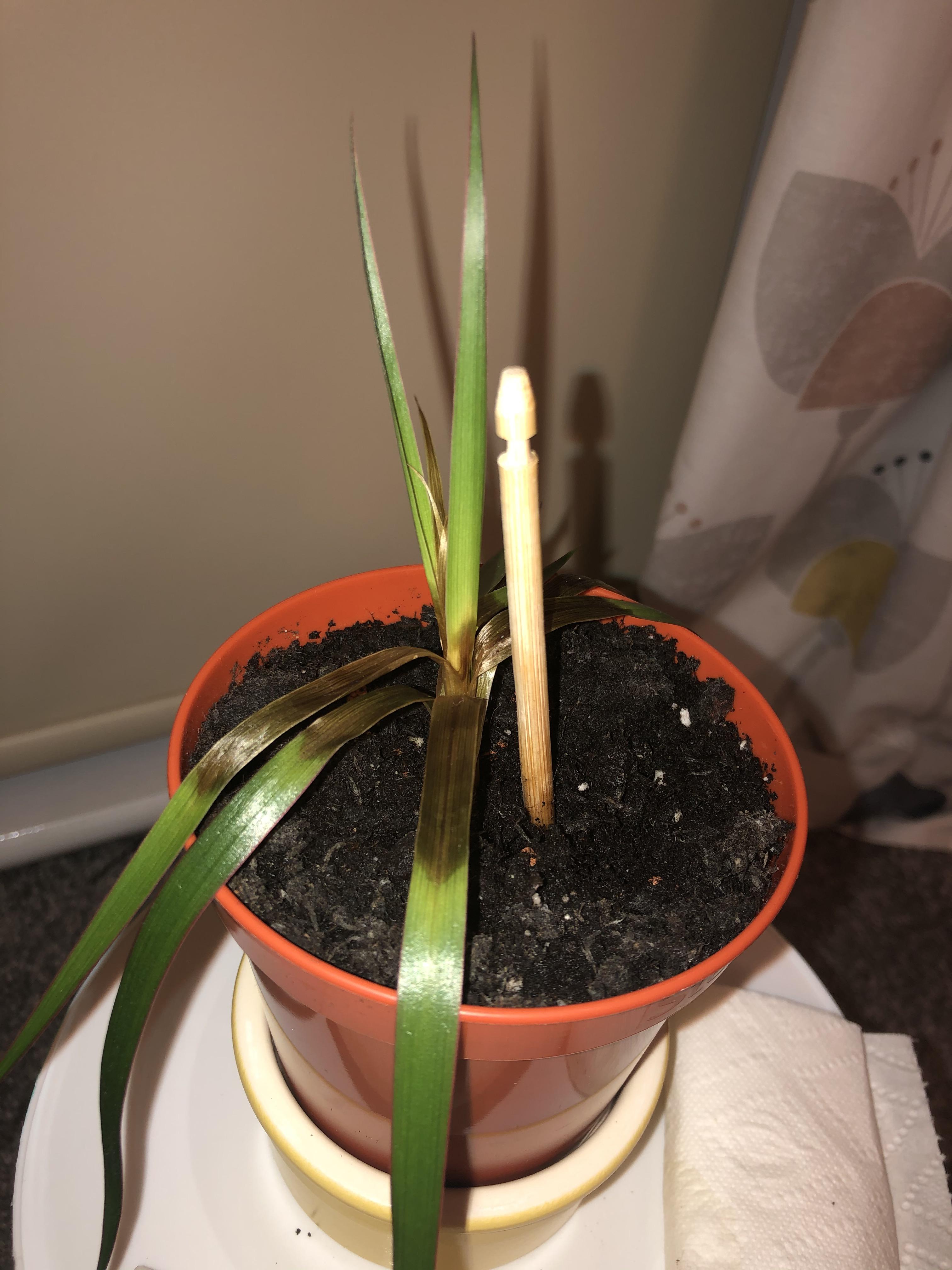 Overwatered yucca cutting is there a way to save it? My family didn’t