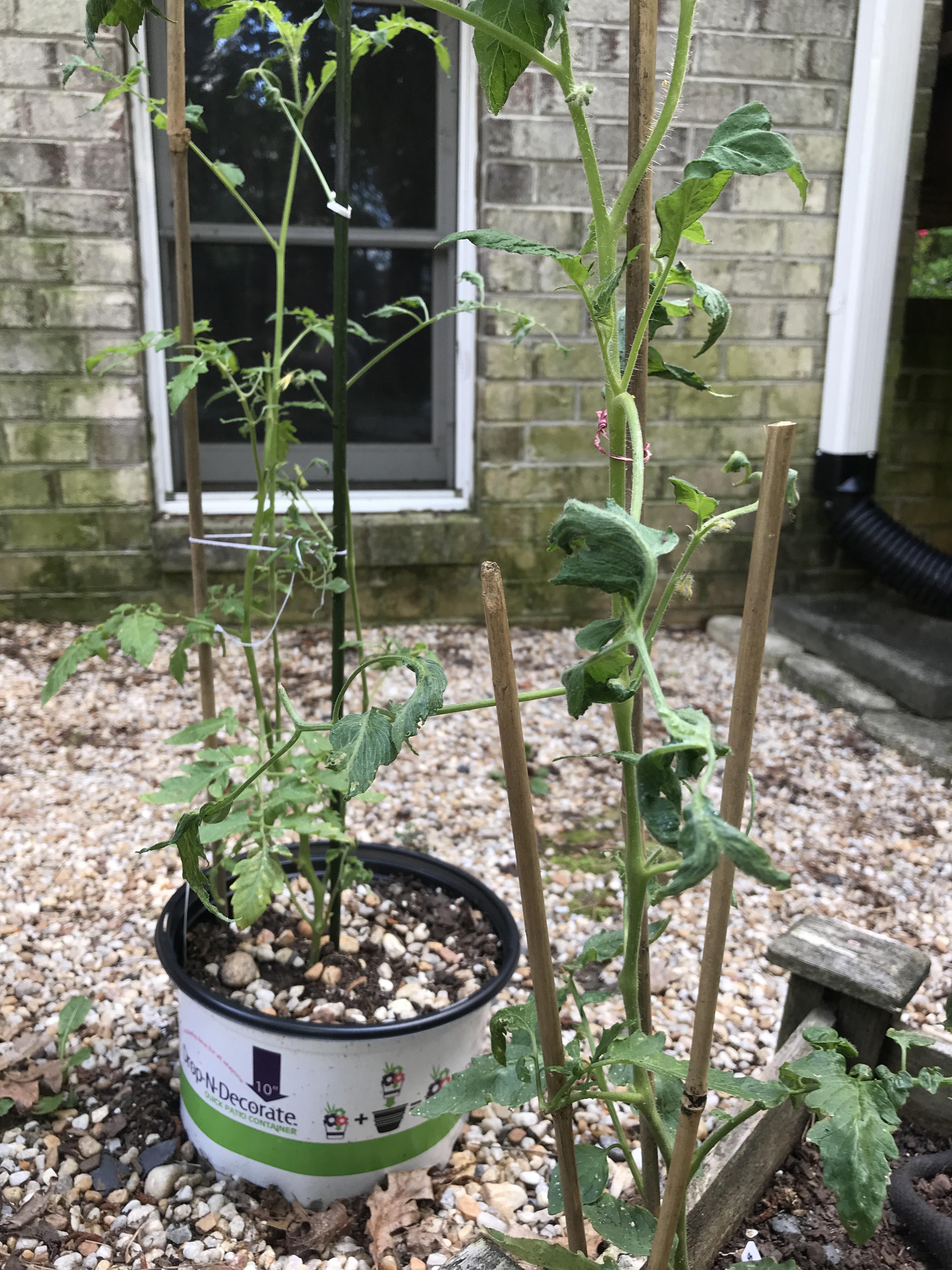 Question why are my tomato plant leaves wilting? This is my first