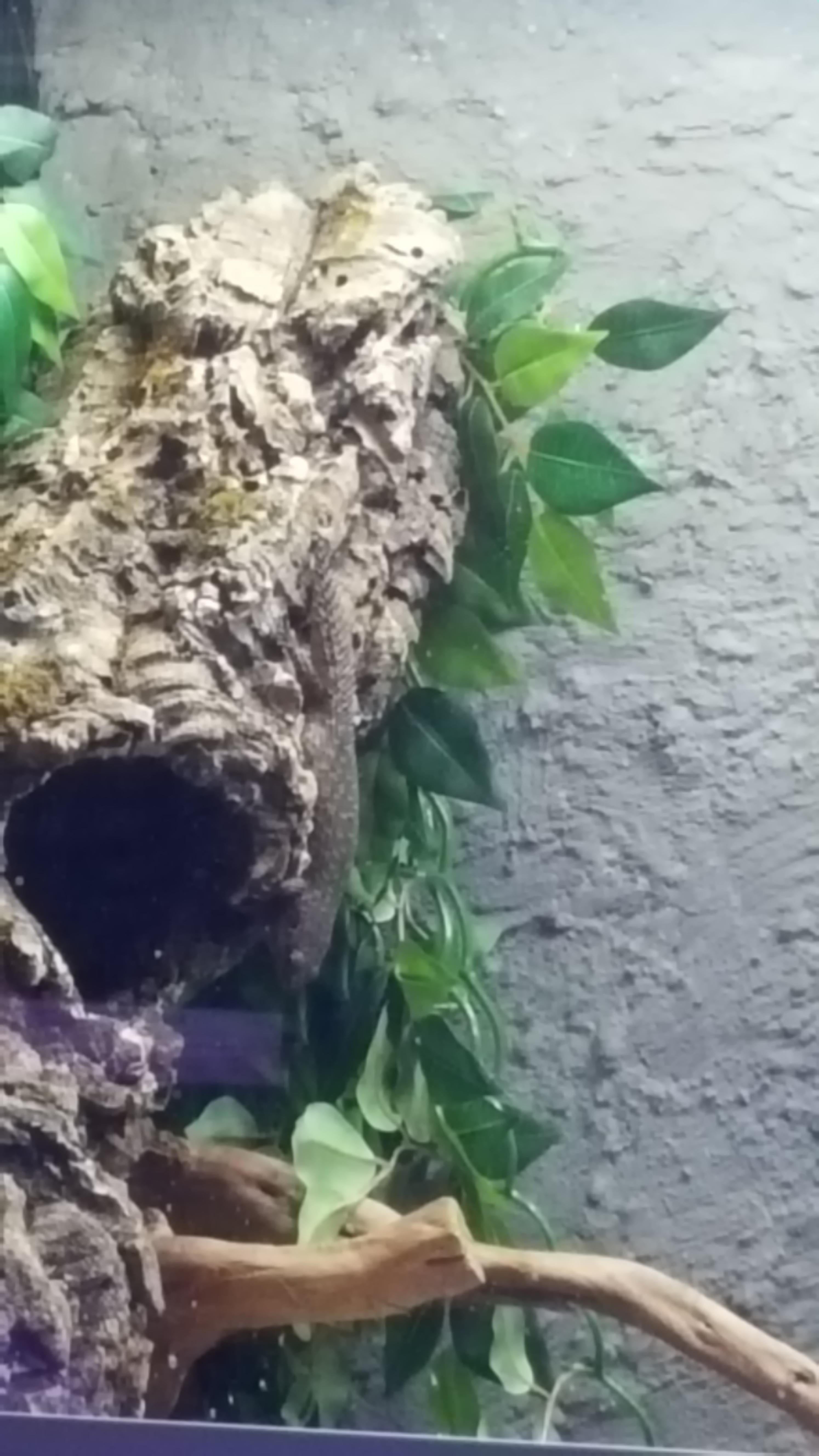 My lizard upside down, help 😢 r/reptiles