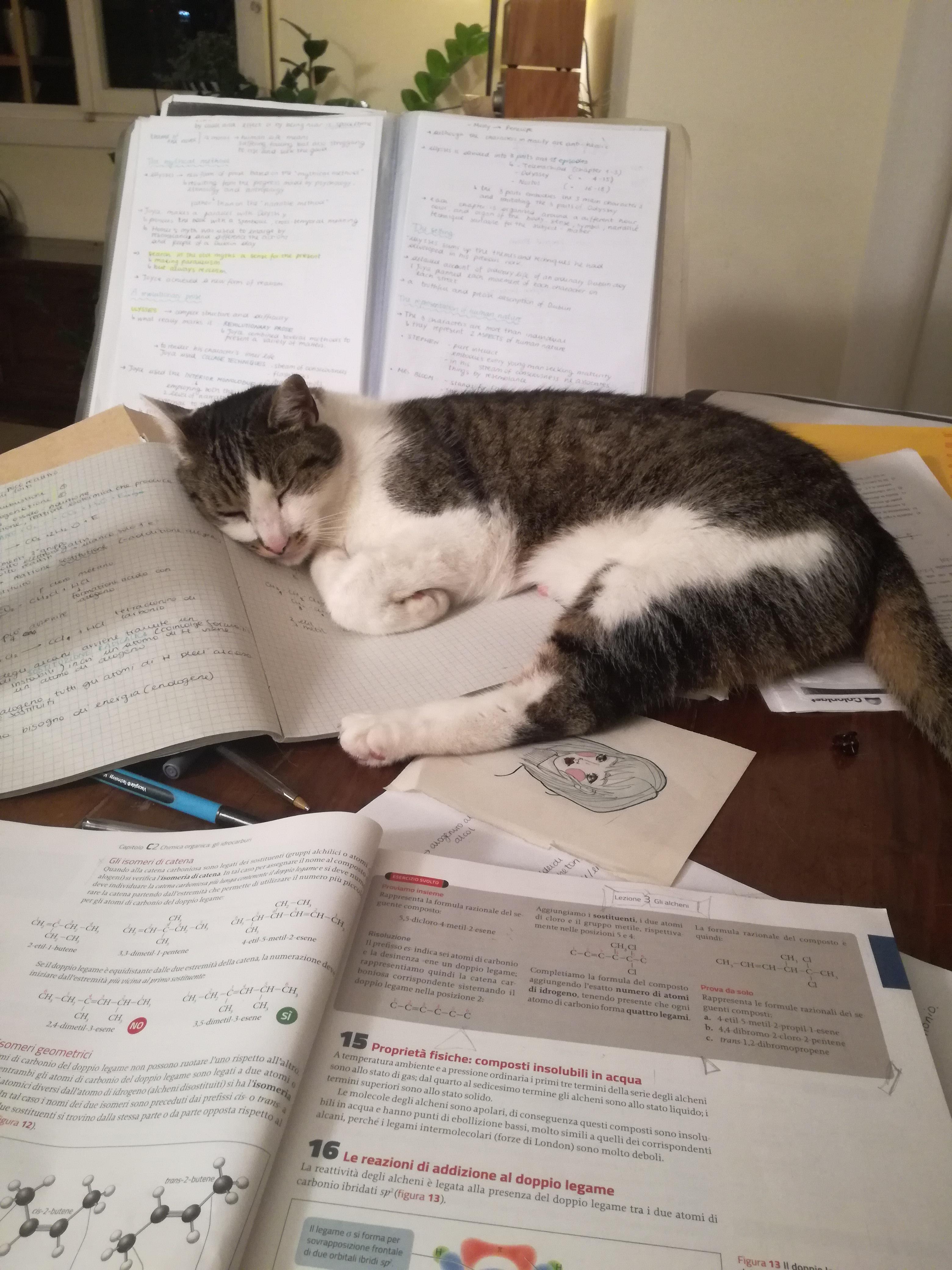 My cat keeps me company when I study late in the night r/aww