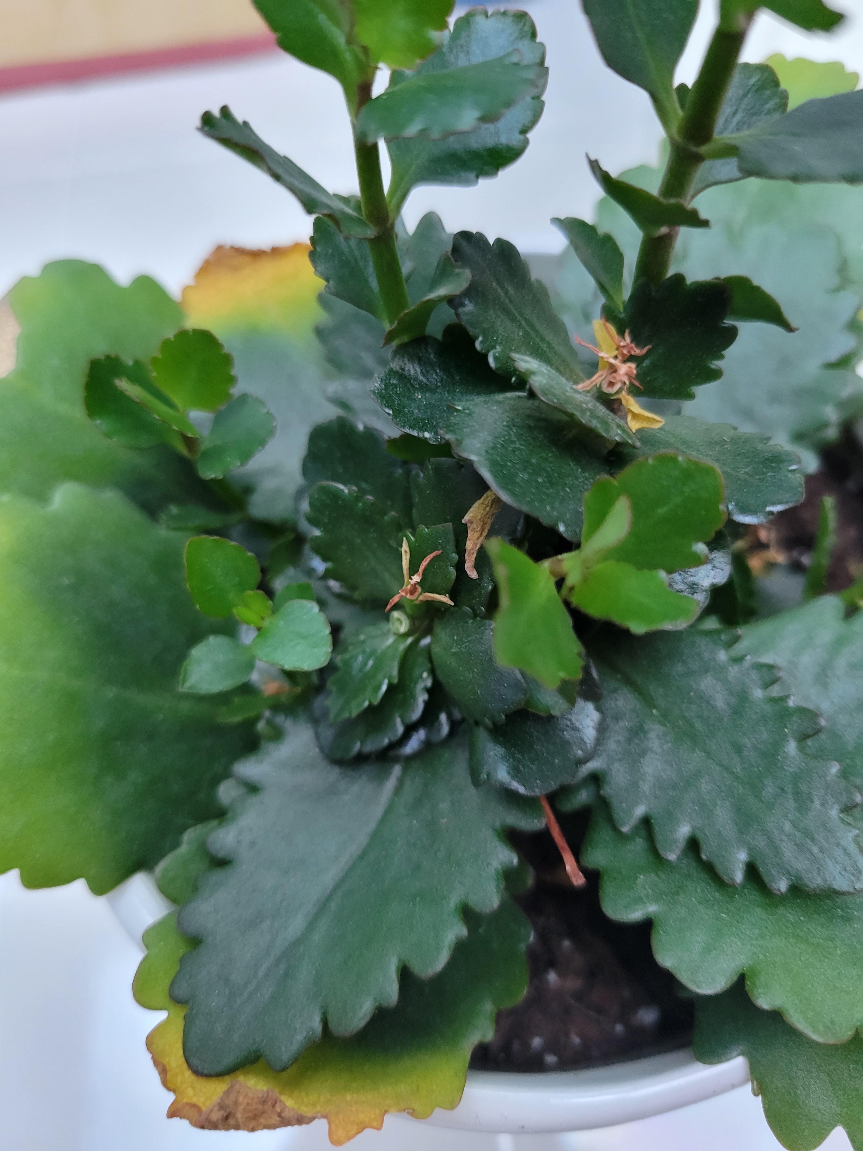 Hey guys , what is wrong with my kalanhoe? Everything was fine until all of a suddenly she