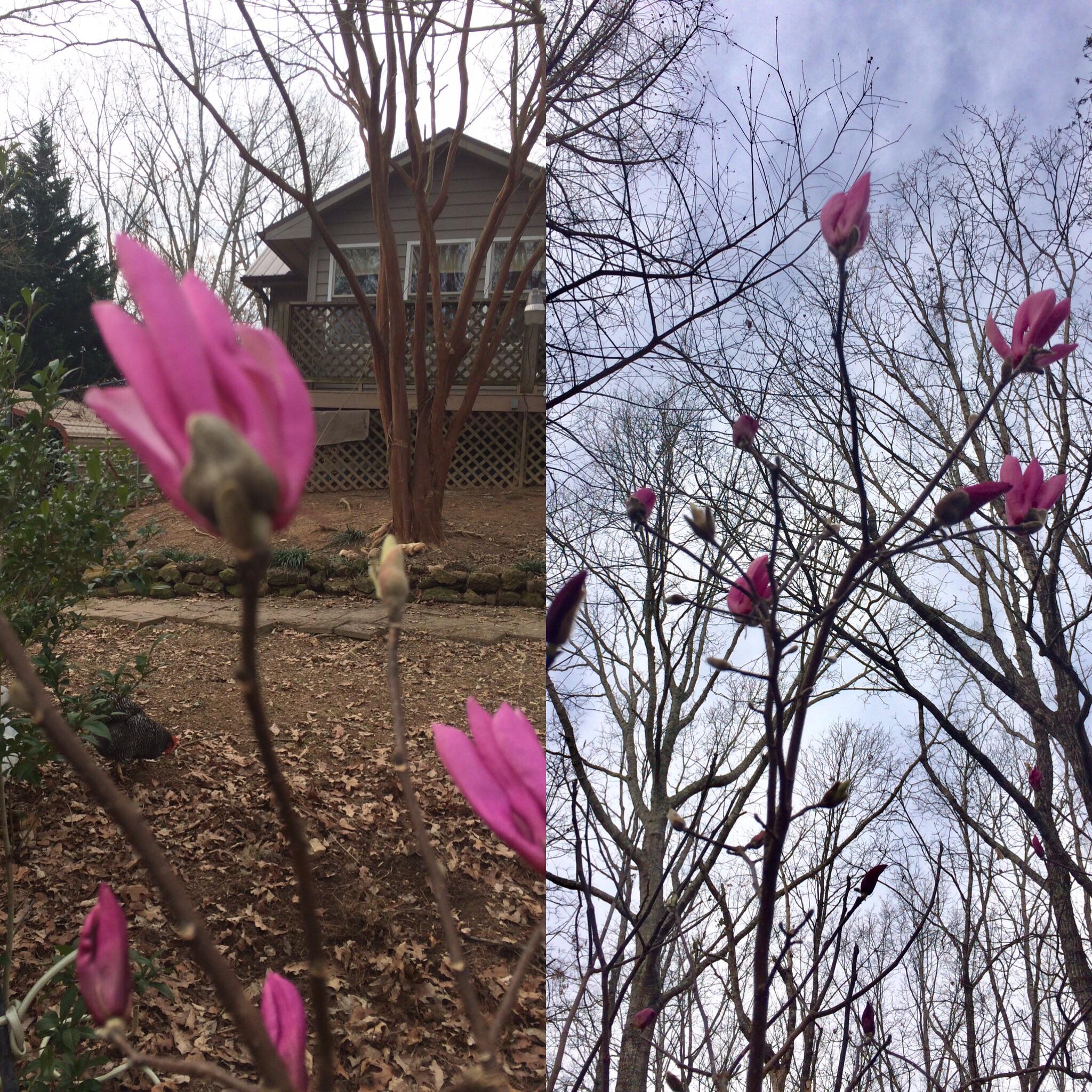 What kind of tree? Upstate South Carolina. Planted by previous