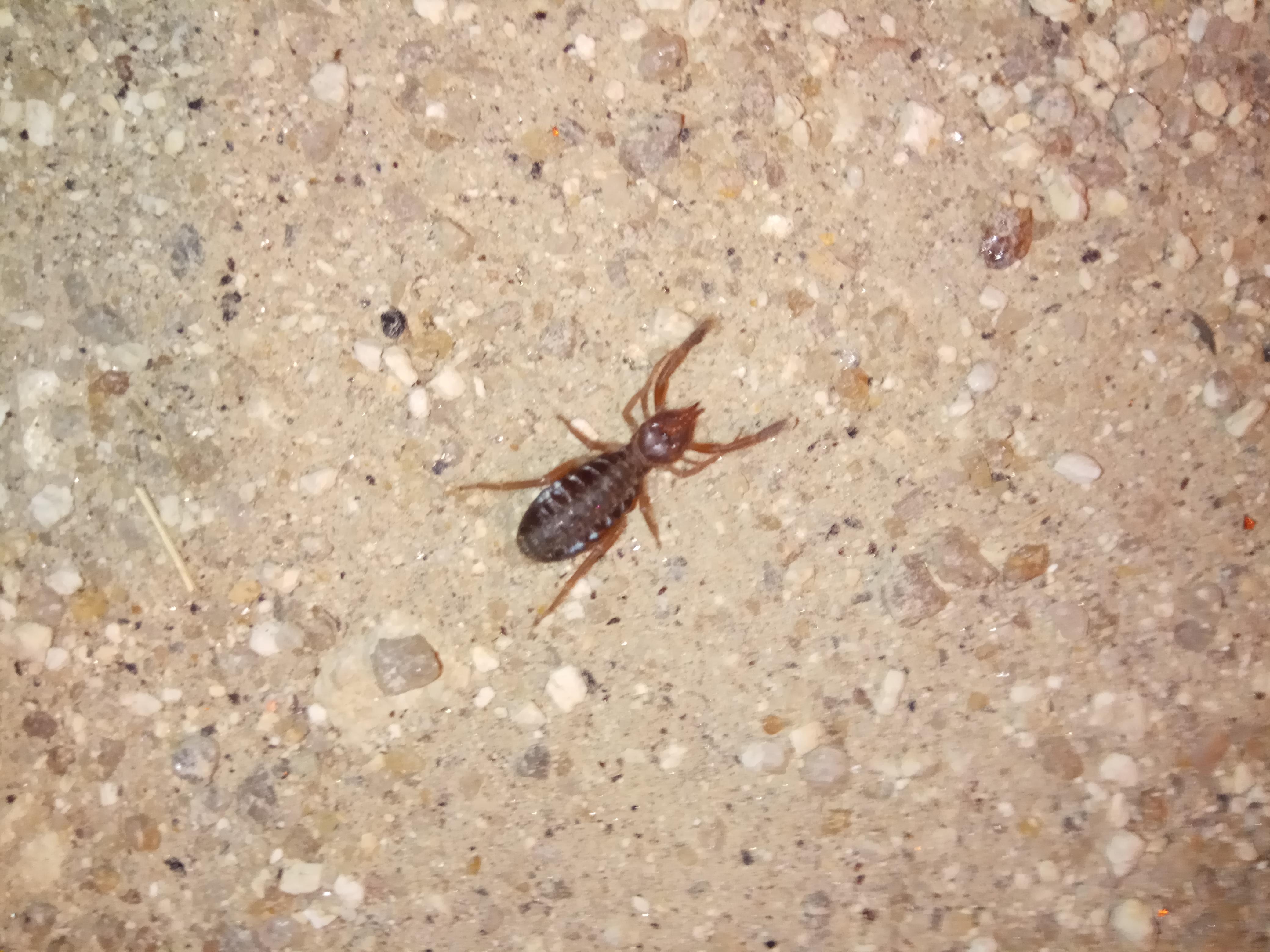 What's this bug I found in Portugal? r/whatsthisbug