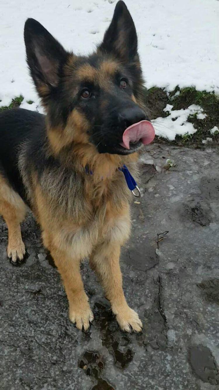 meet Shadow, my 2 year old rescue German Shepherd r/aww