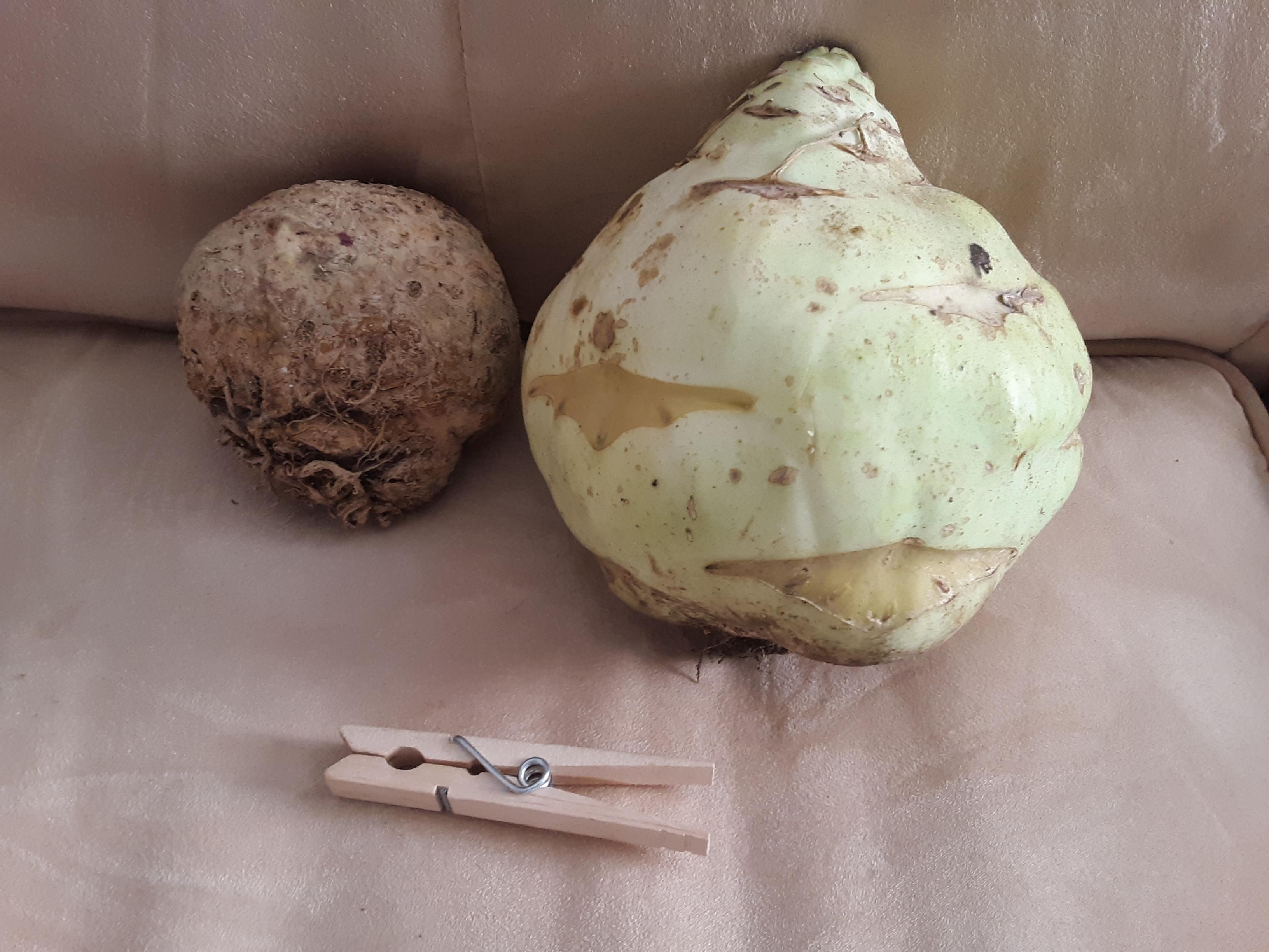 Unknown root vegetables. From a restaurant distributor in GA, but