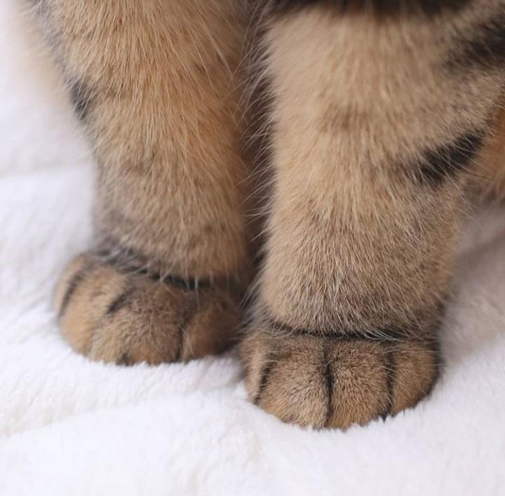 Little cute paws🐾🐾 r/cats