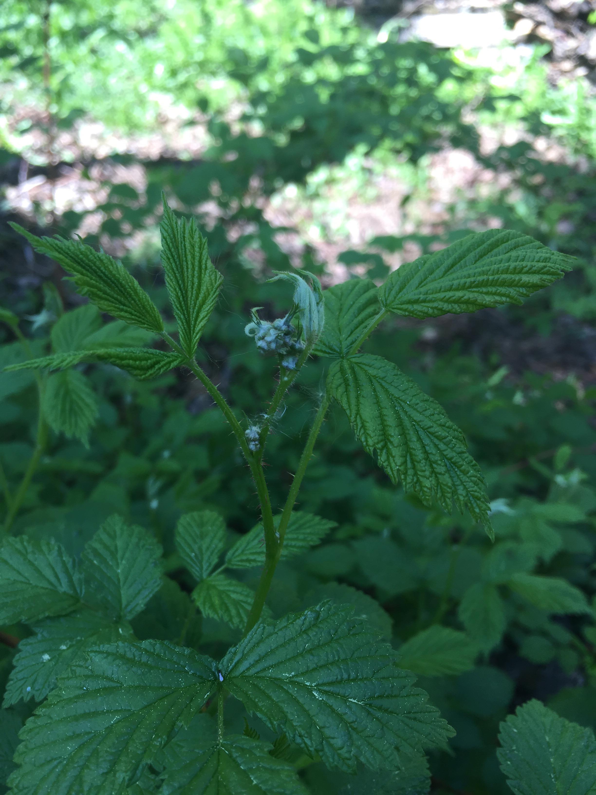 My raspberries have stunted blossom buds. I thinned them last year