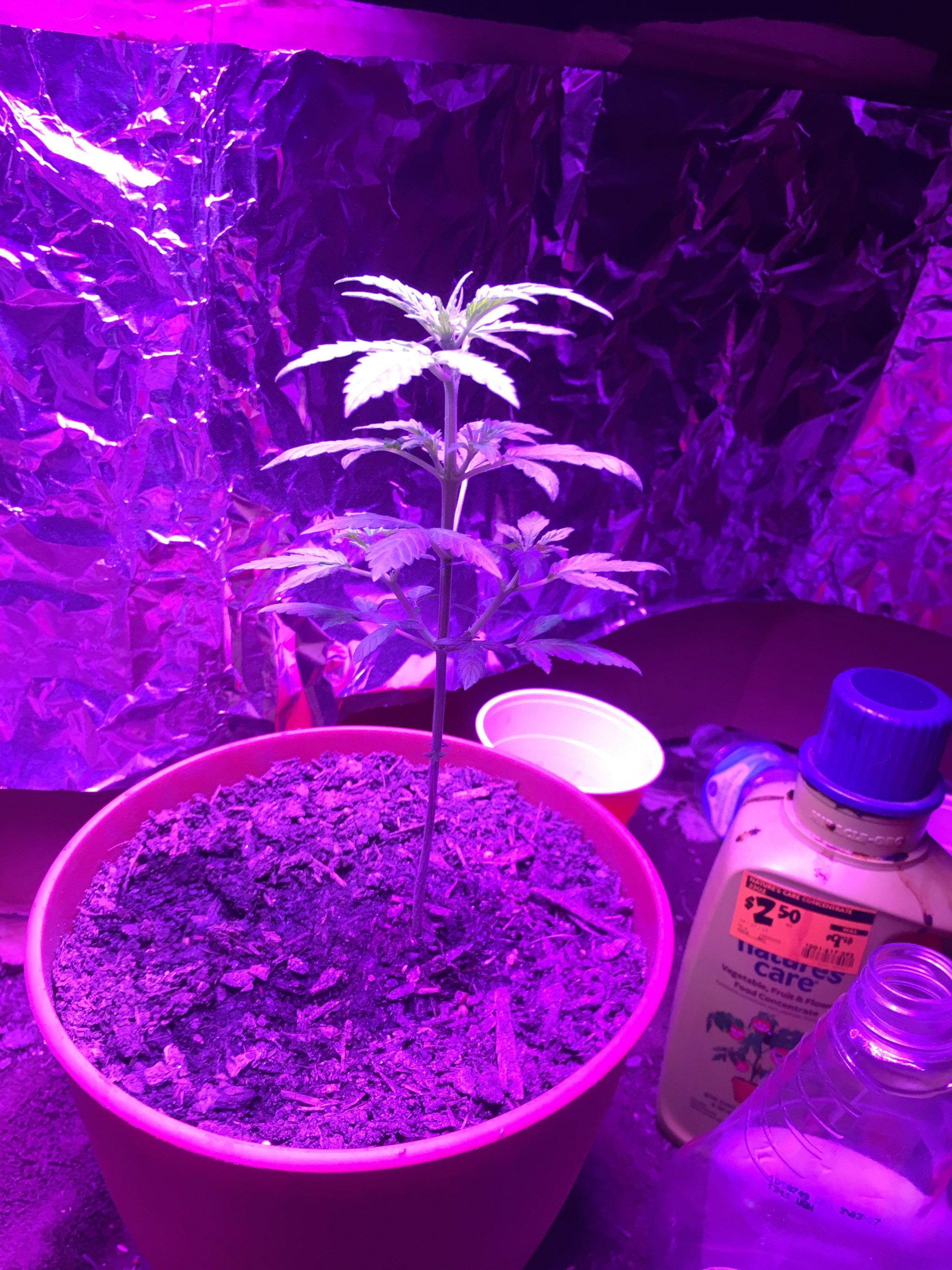 Does my autoflower look lanky/unhealthy at all? r/microgrowery