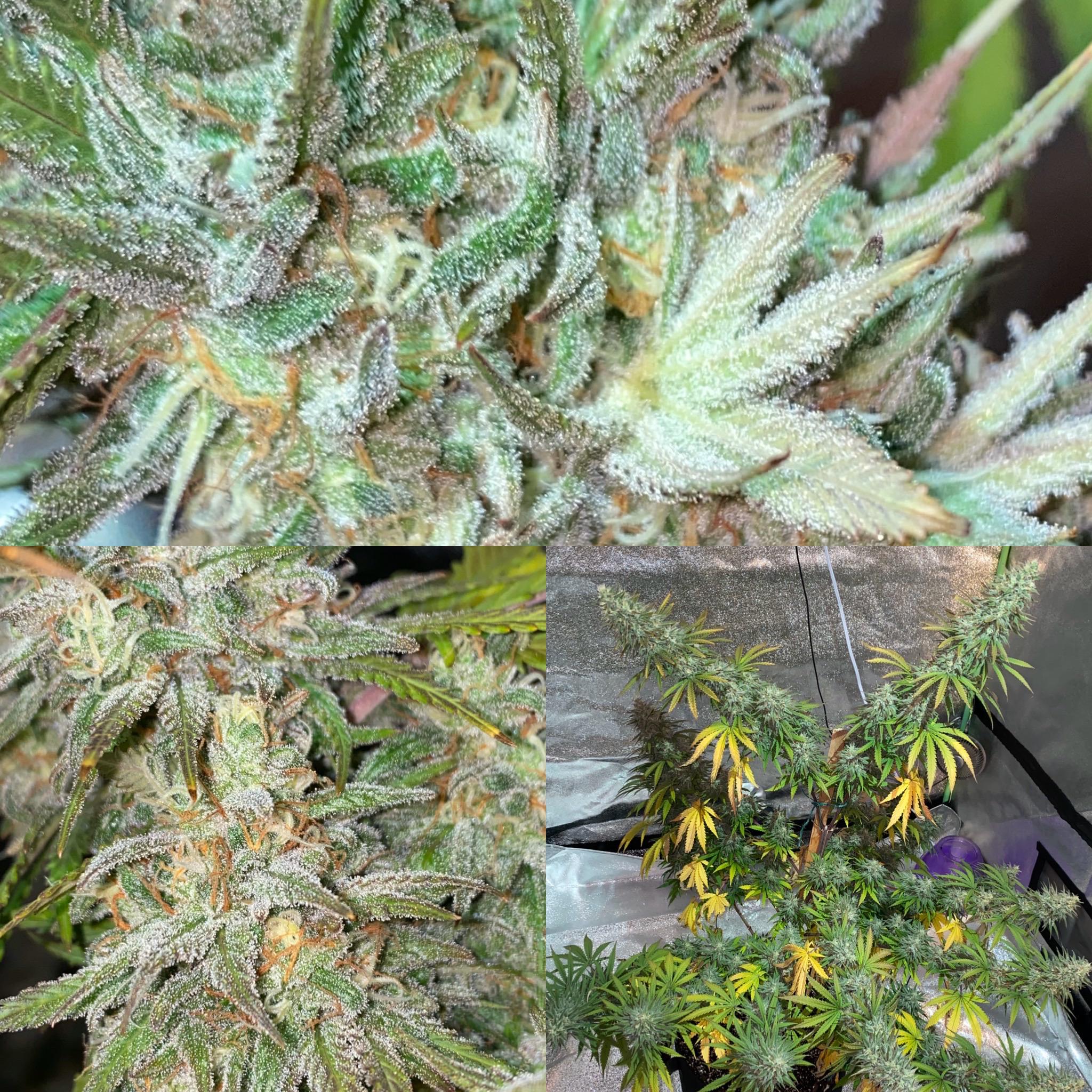 Kosher Kush from Garden of Green Seeds. Week 8 of Flower