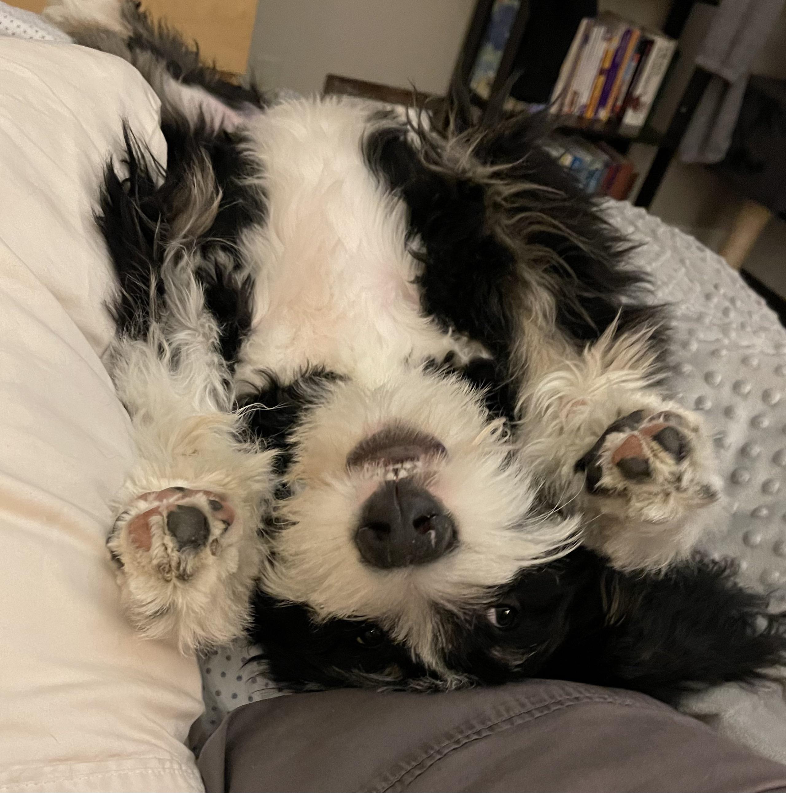 Bernies have the best personalities! r/Bernedoodles
