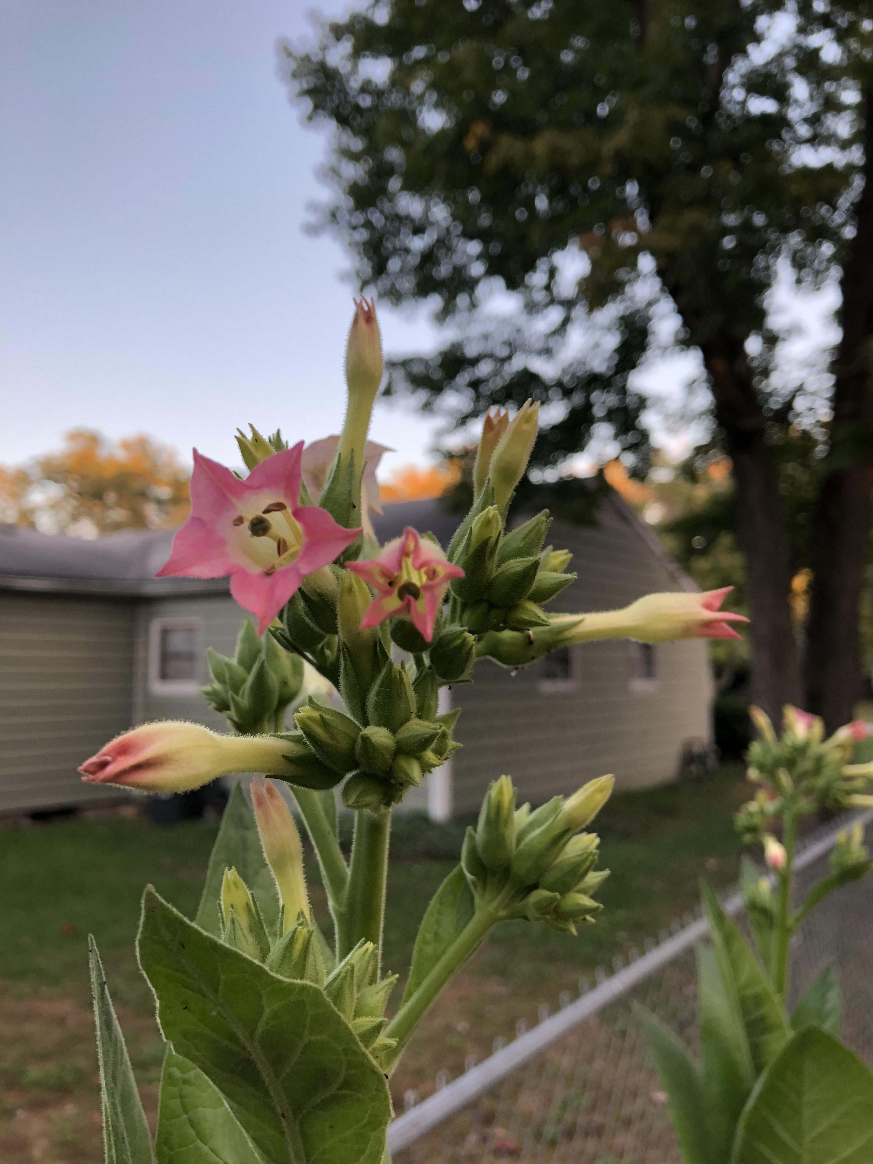 So it turns out that tobacco flowers are actually kinda pretty. r