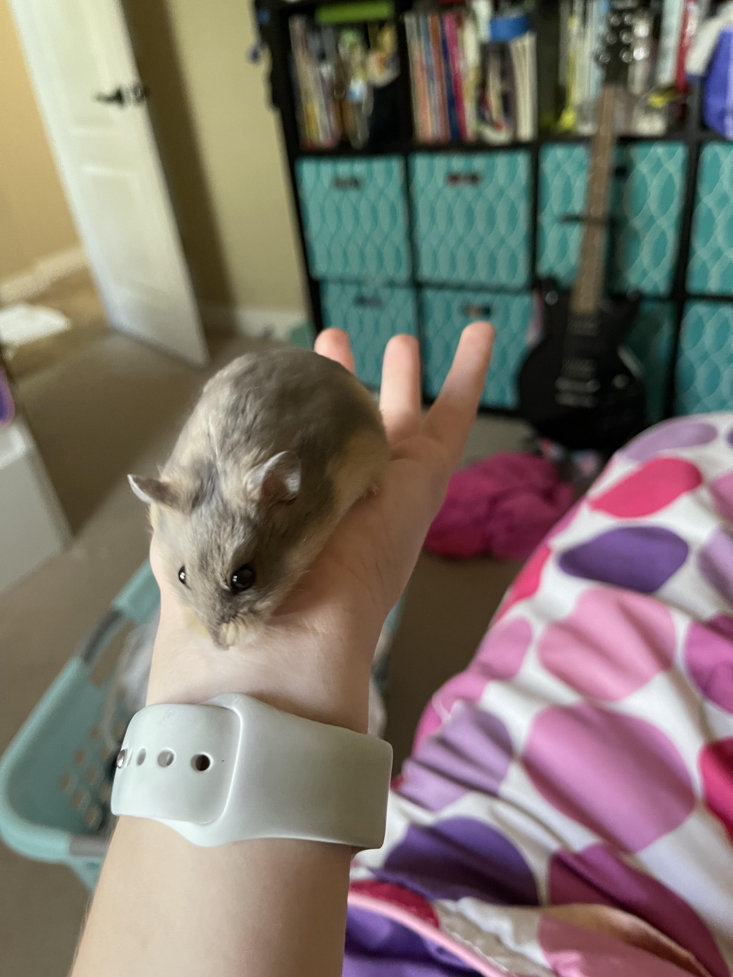 This is my crazy dwarf hamster buttercup. She has really long nails and