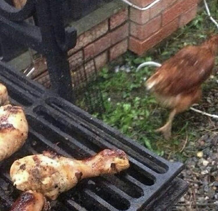 Do chickens like chicken? r/funny