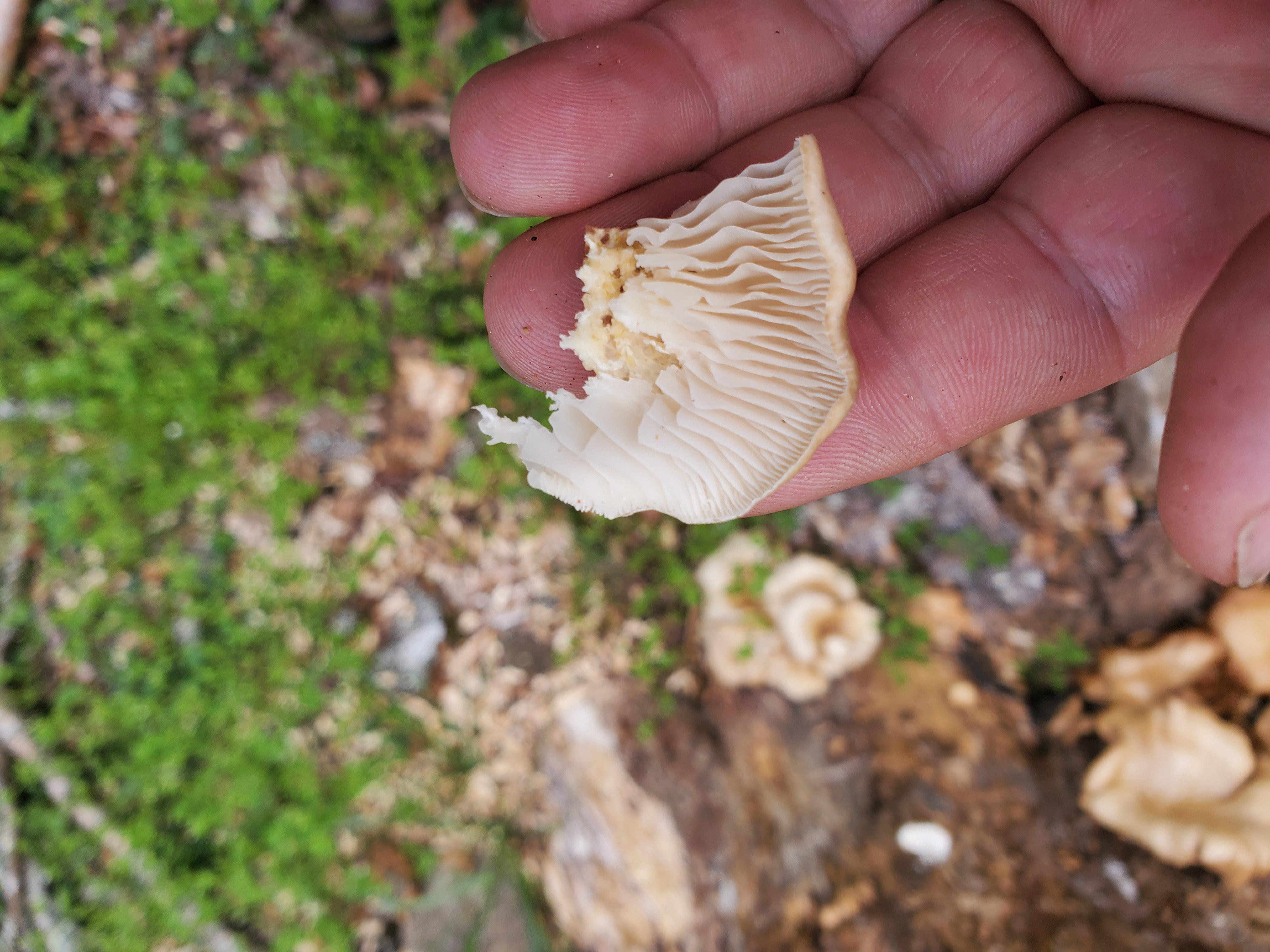 Growing in clumps, posted the out side of it. Smells fishy. Western NC