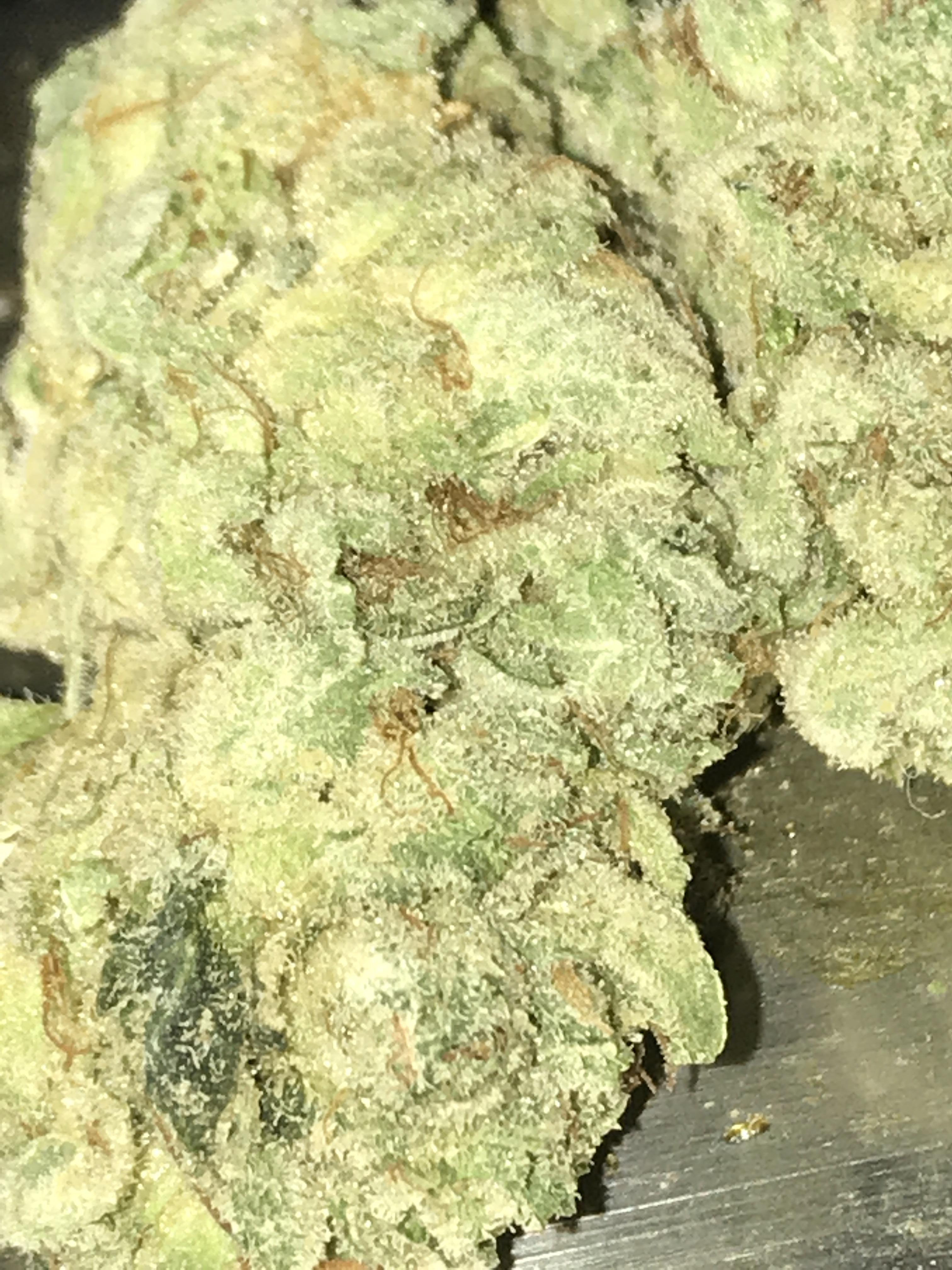 Elmer’s Glue 💨 r/trees