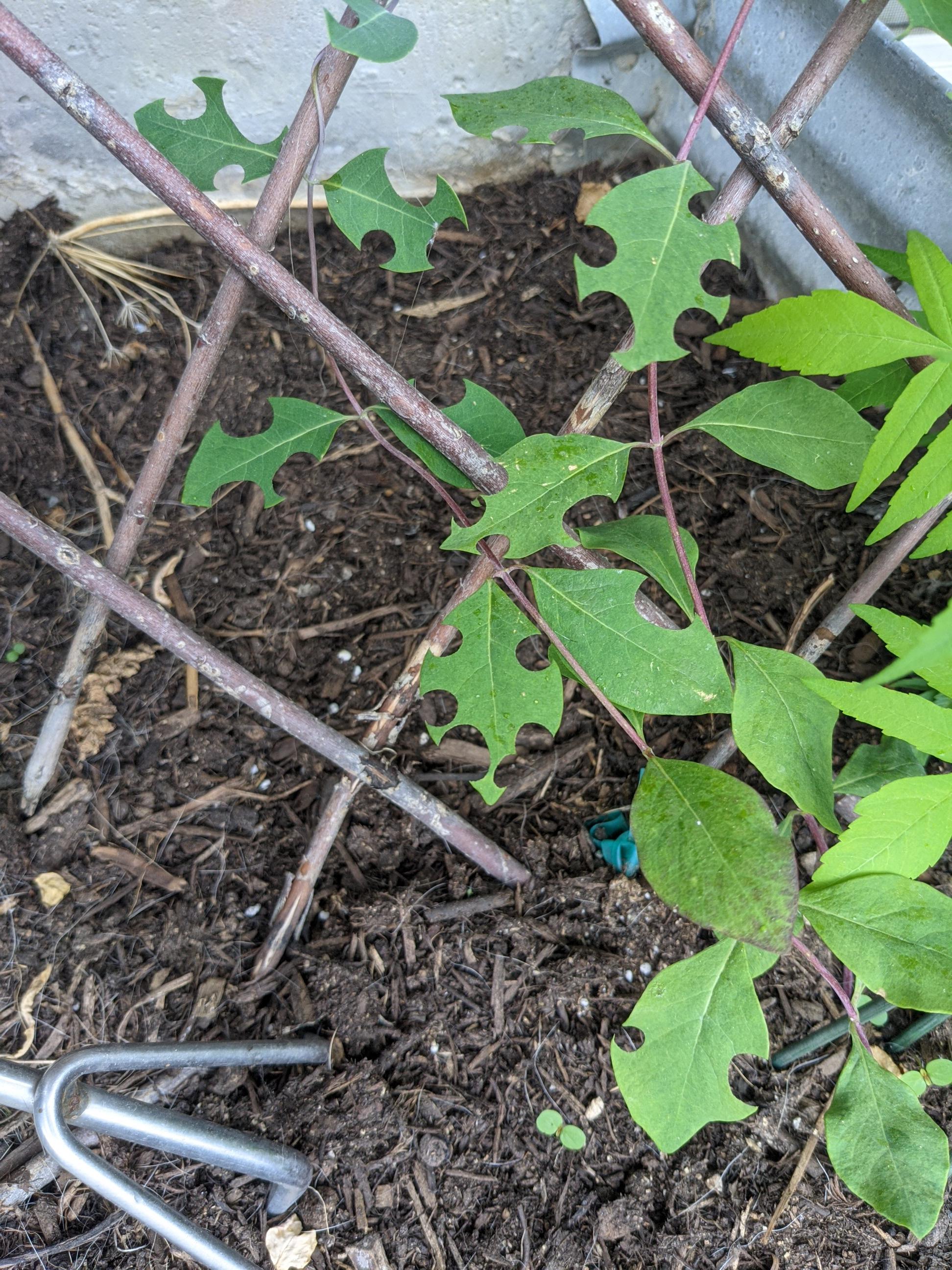 Help! Does anyone know what's eating my honeysuckle? Zone 5a r/gardening