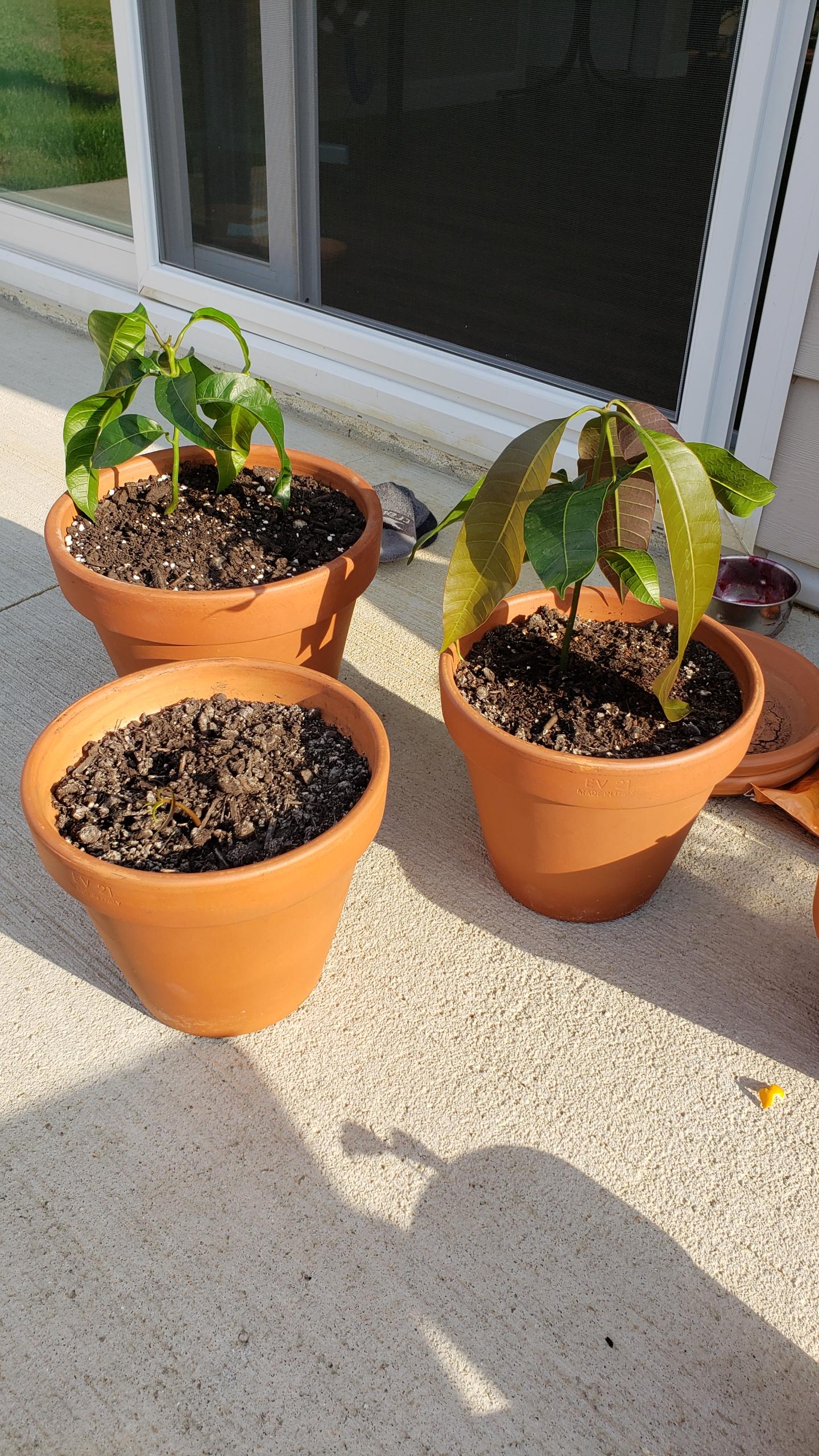 Took my mango babies out to sunbathe. I know so little on how to grow