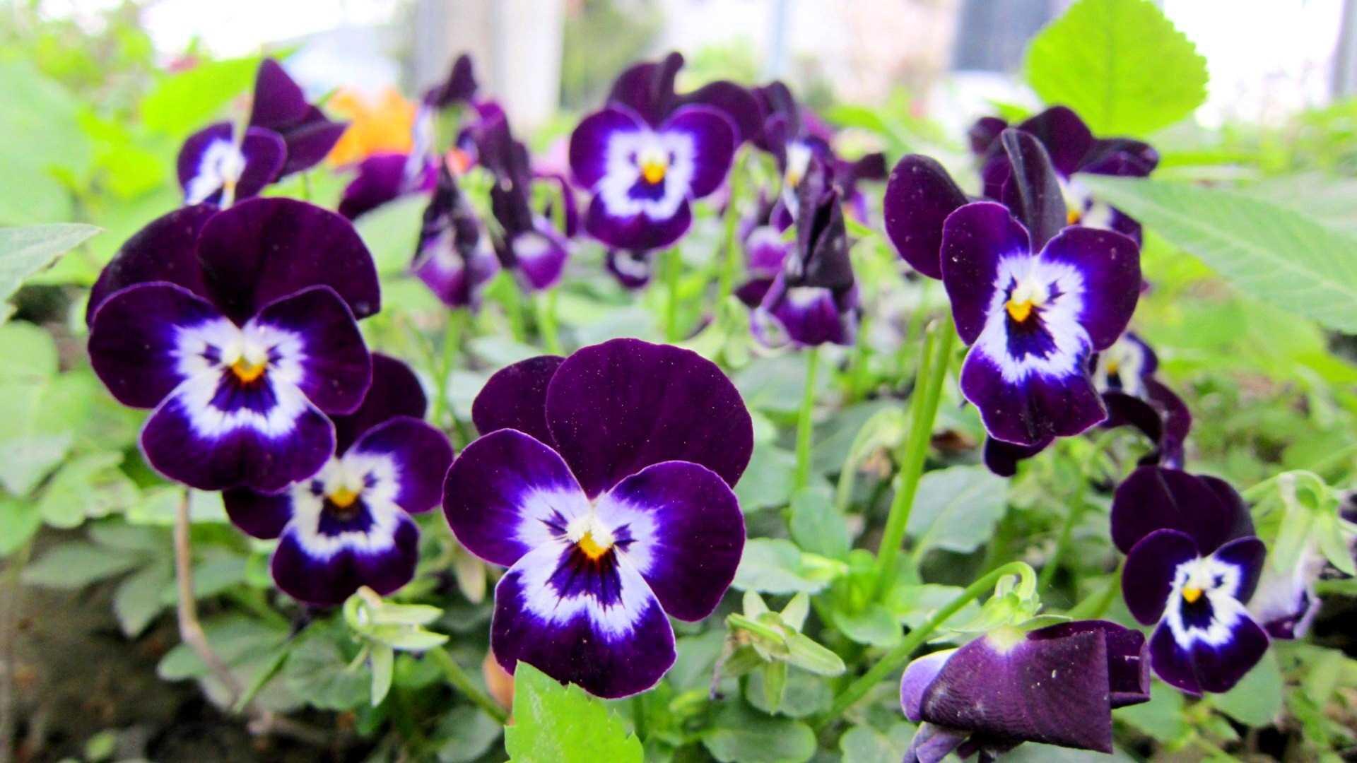 Tell me why these pansies look like little men with mustaches? r/funny