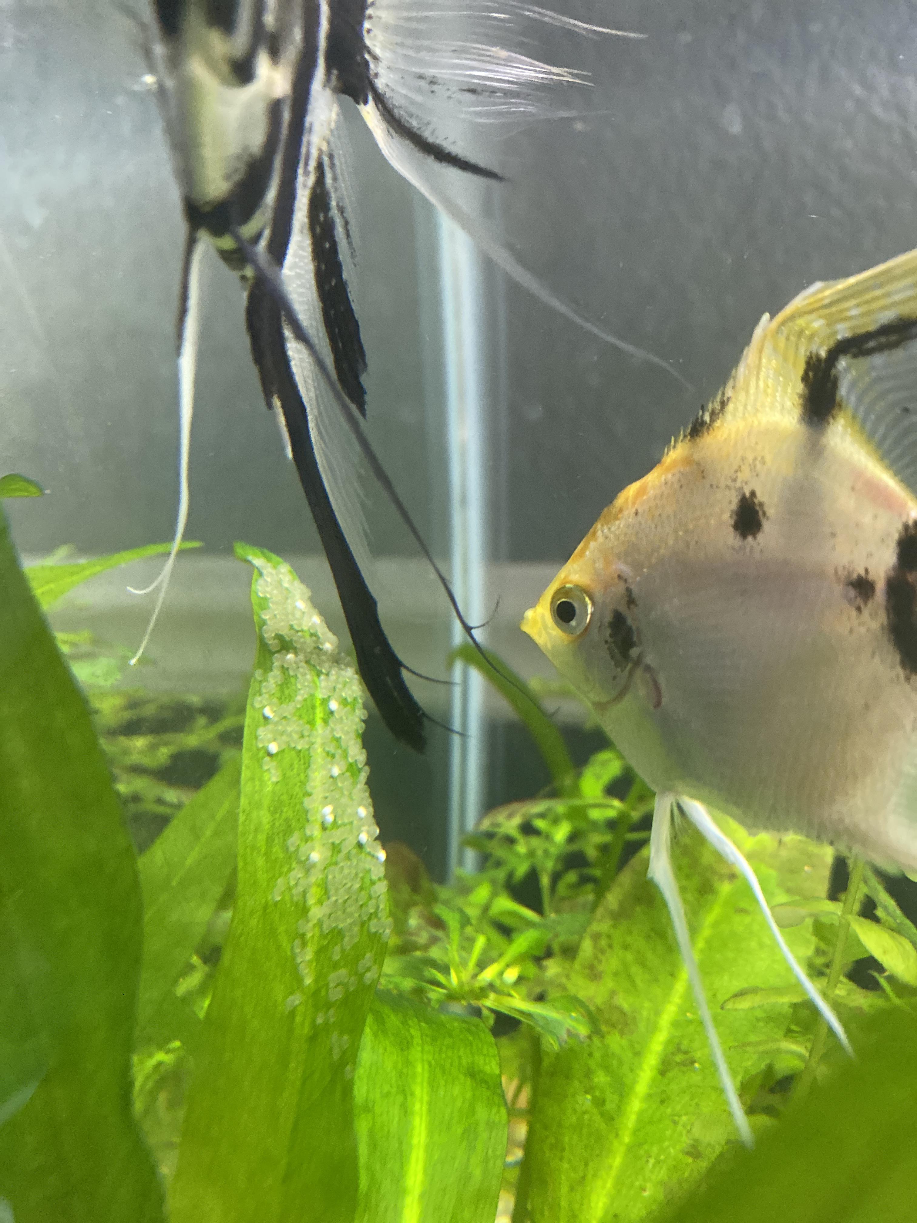 My angel fish laid eggs! What should I do next? Aquariums