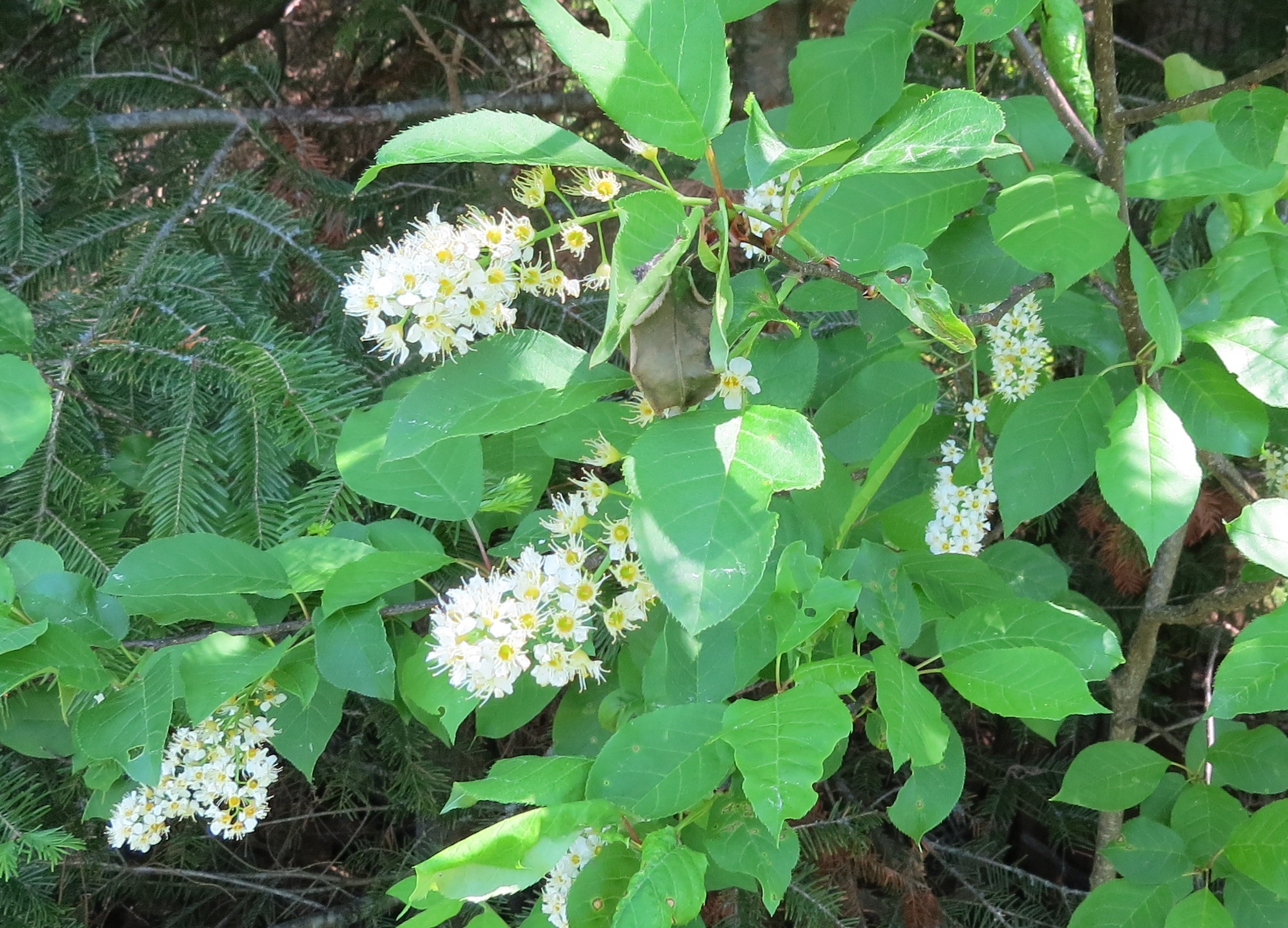 Ontario, Canada. Zone 4A. Is this chokecherry? r/whatsthisplant