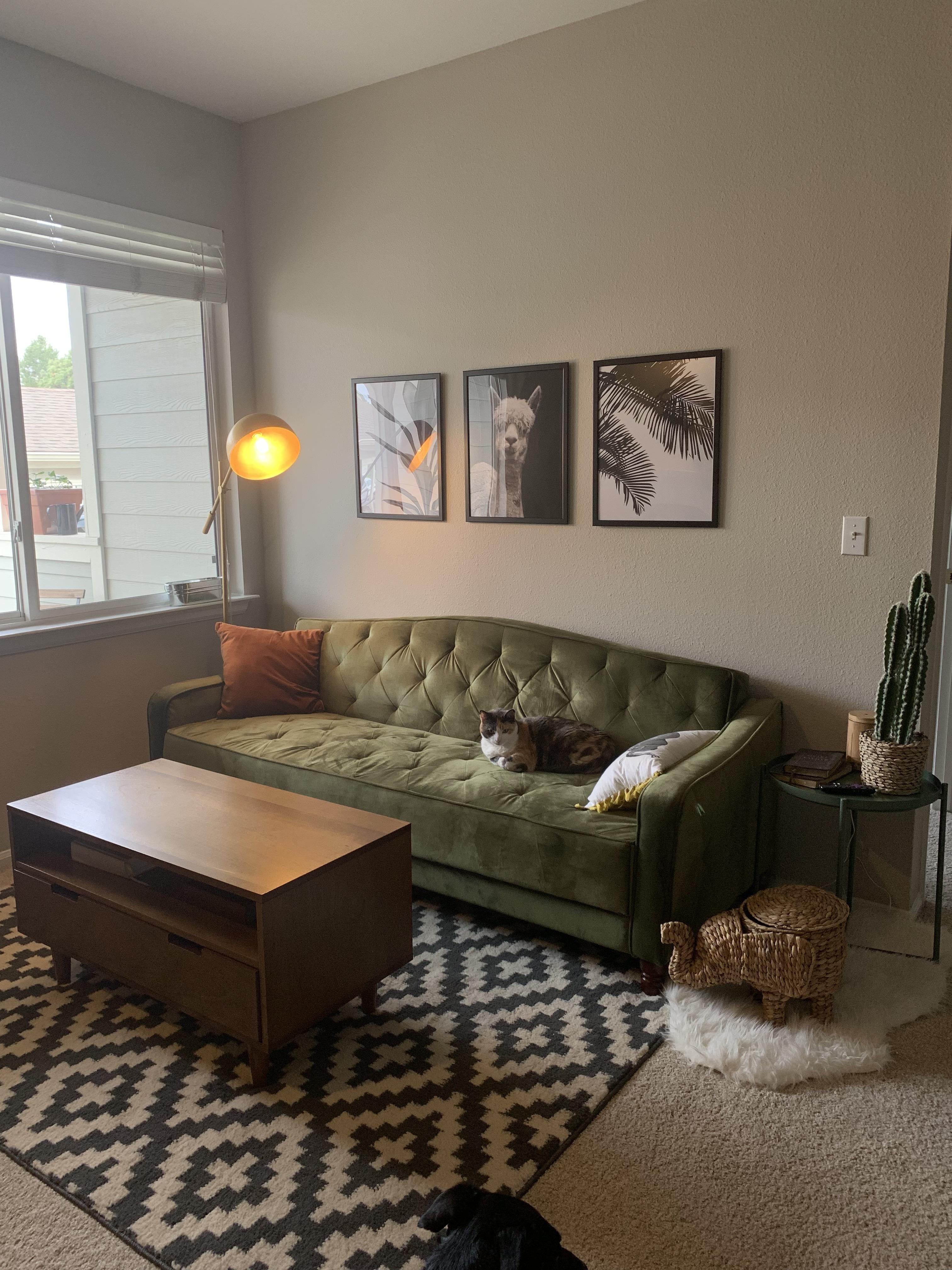 Living room in our new apartment (Littleton, CO) r/AmateurRoomPorn