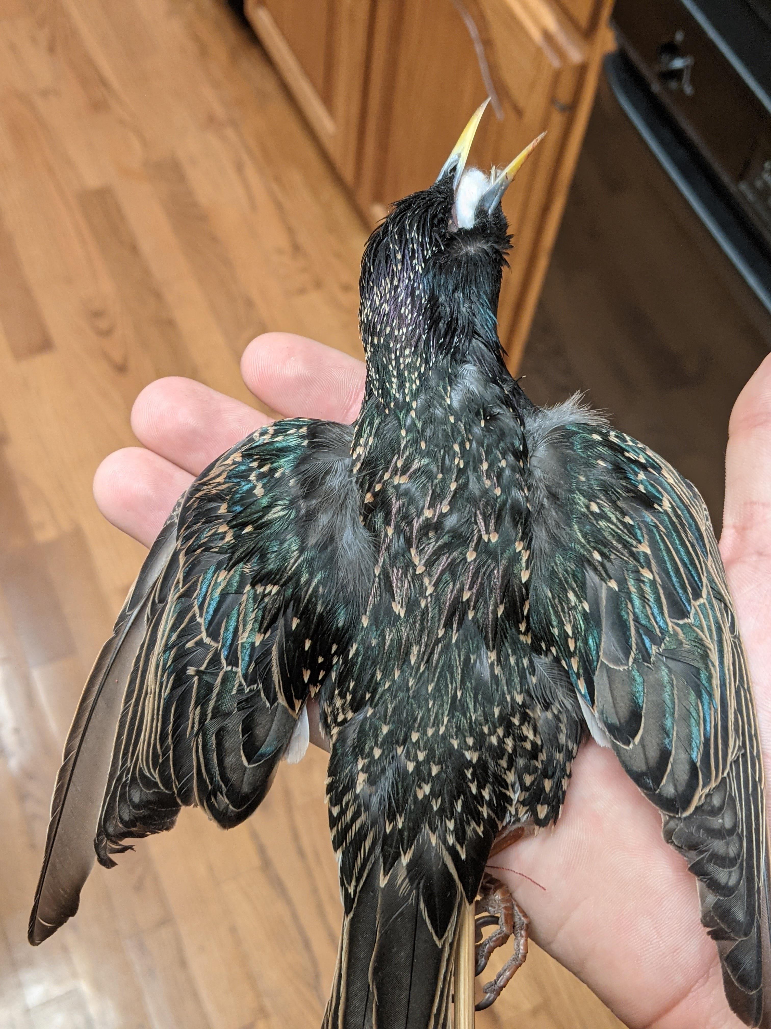 US legal bird skins for sale r/Taxidermy