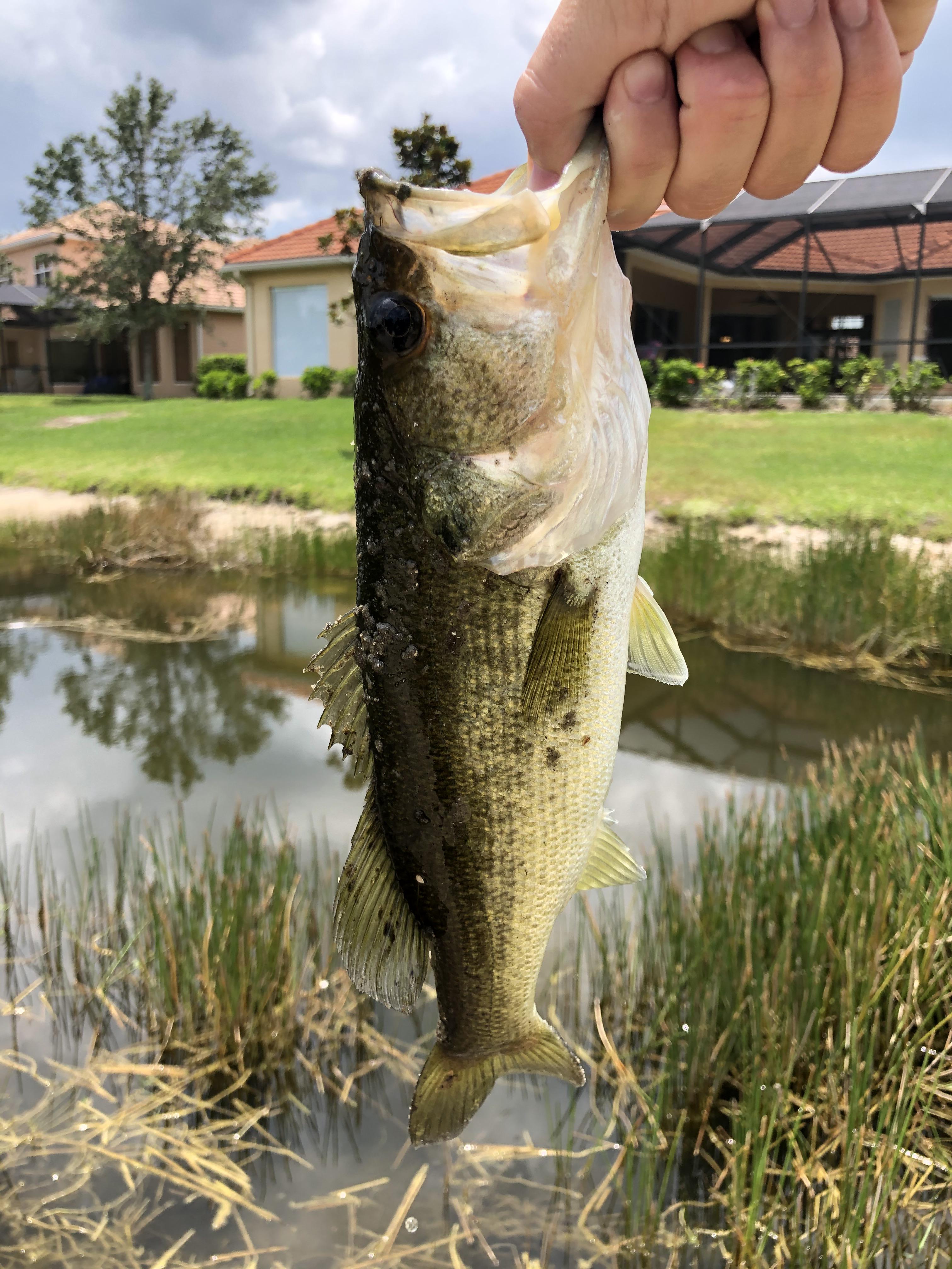 caught in a florida pond freshwater r/whatisthisfish