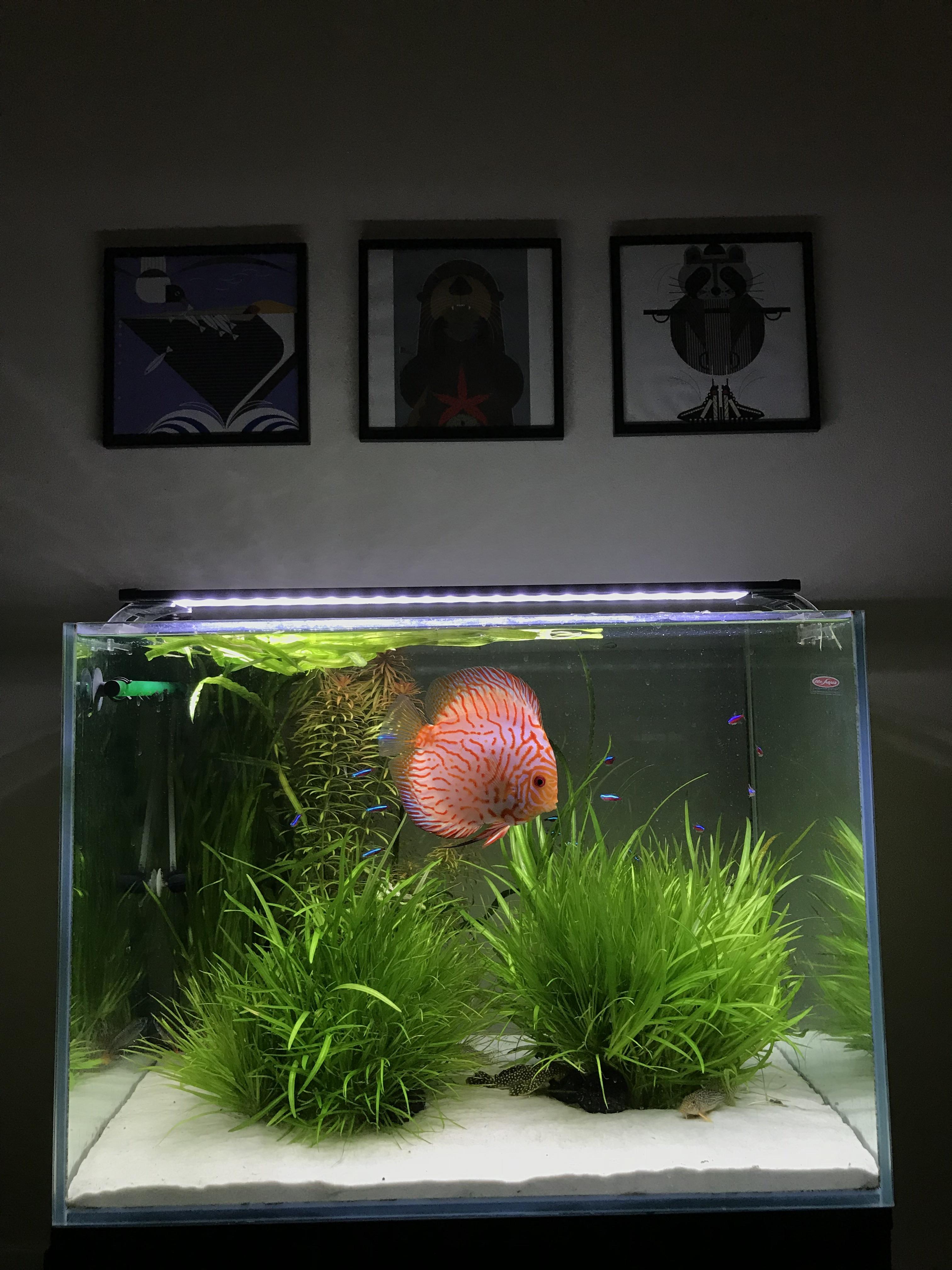 Making the most out of a NYC apartment with a 33 gallon tank r/Aquariums