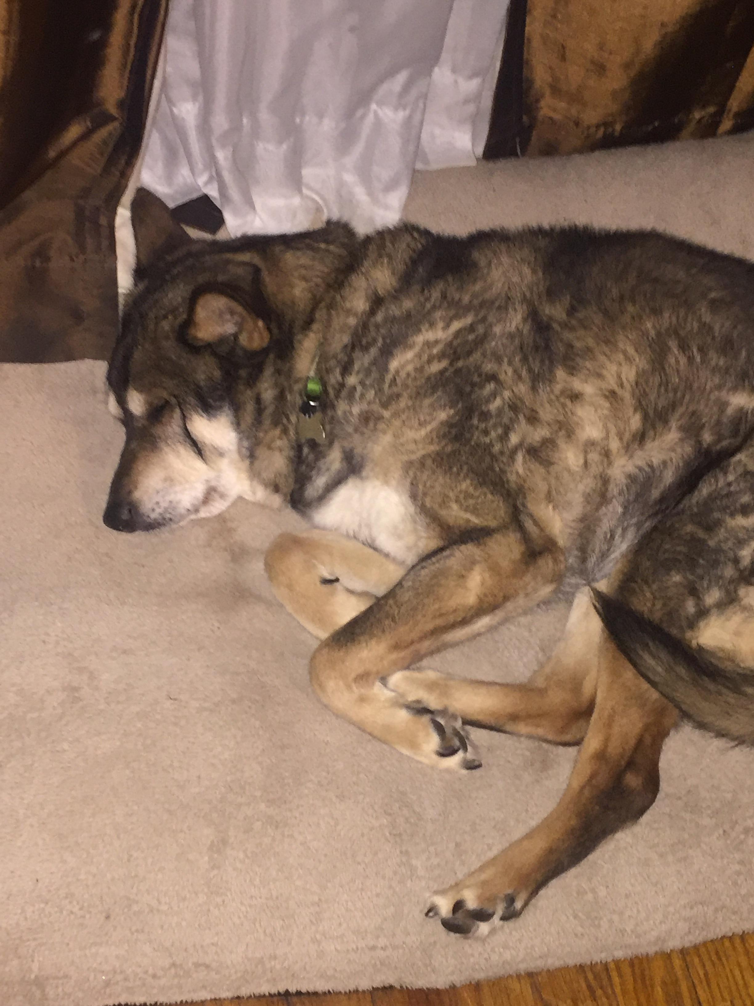 This is my 16 year old dog Jade (112 in dog years!) she likes naps