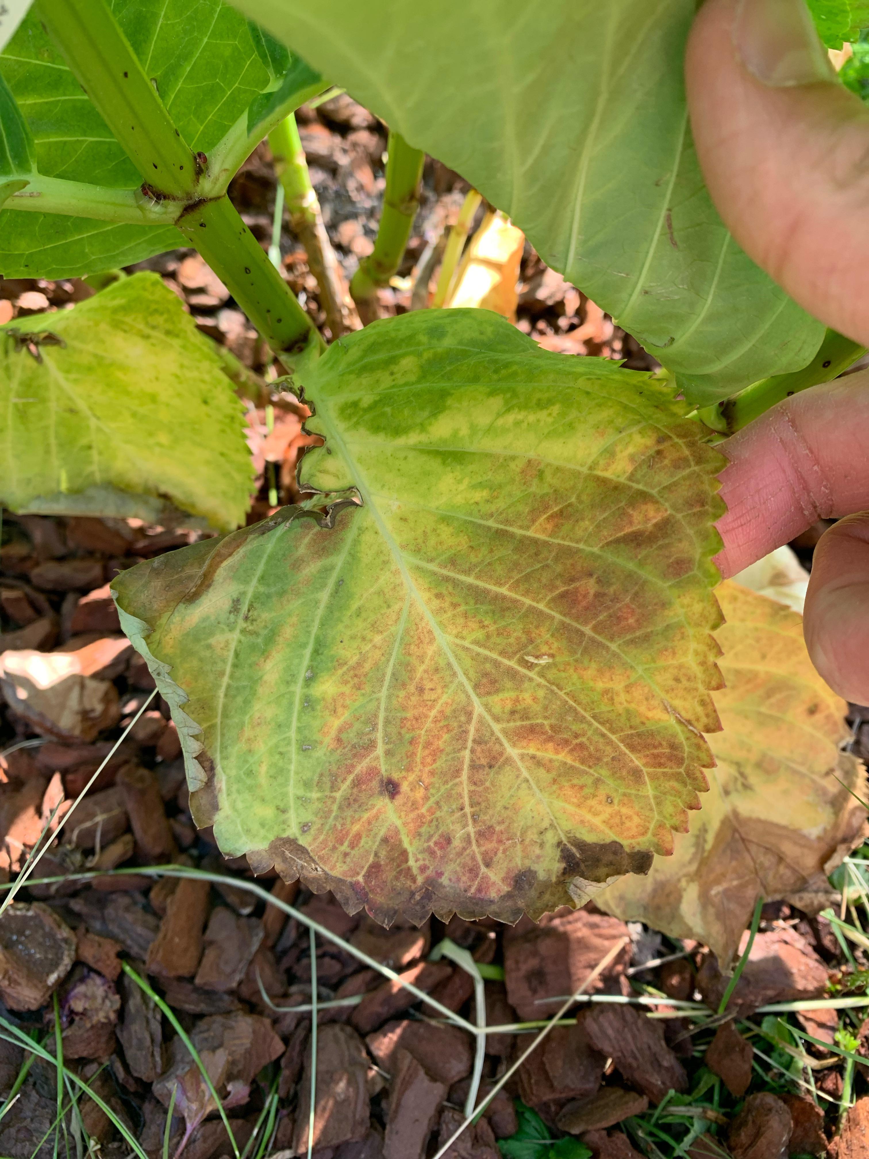 Hydrangea macrophylla bottom leaves pale and browned r/plantclinic
