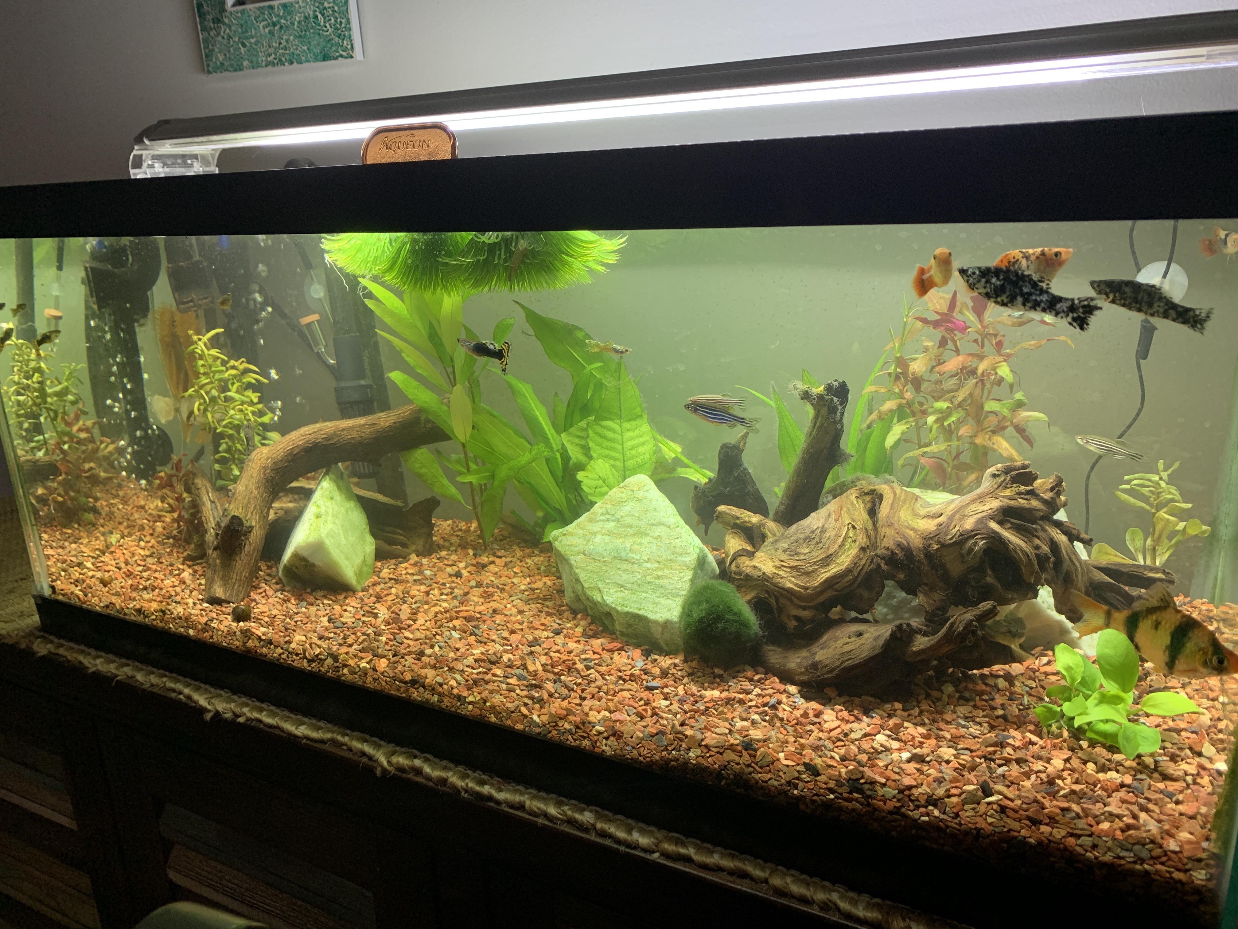 Finally won the battle against black hair algae! Can be proud of my