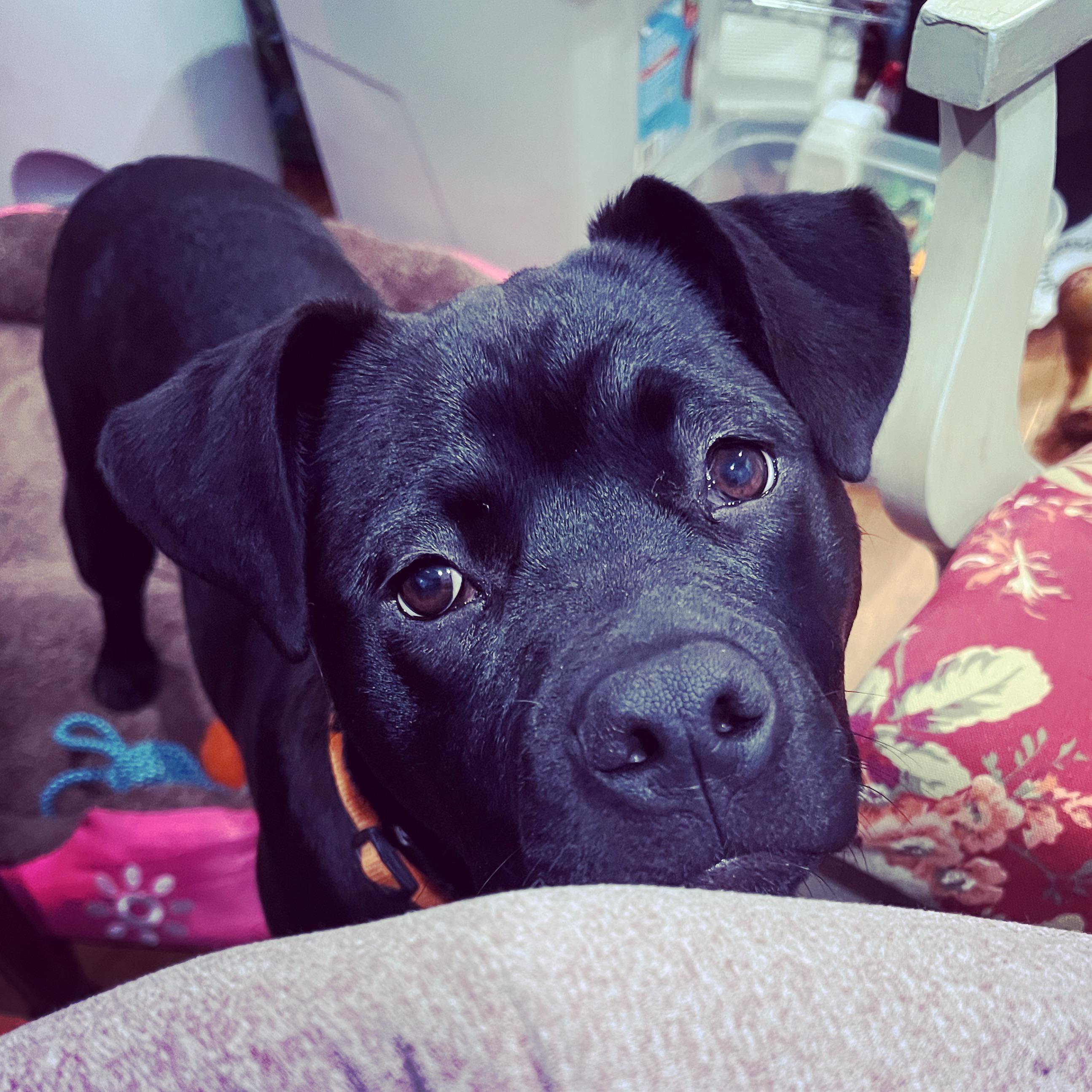 Daisy May the rottie mix is now 22 weeks and 47lbs! Total blockhead