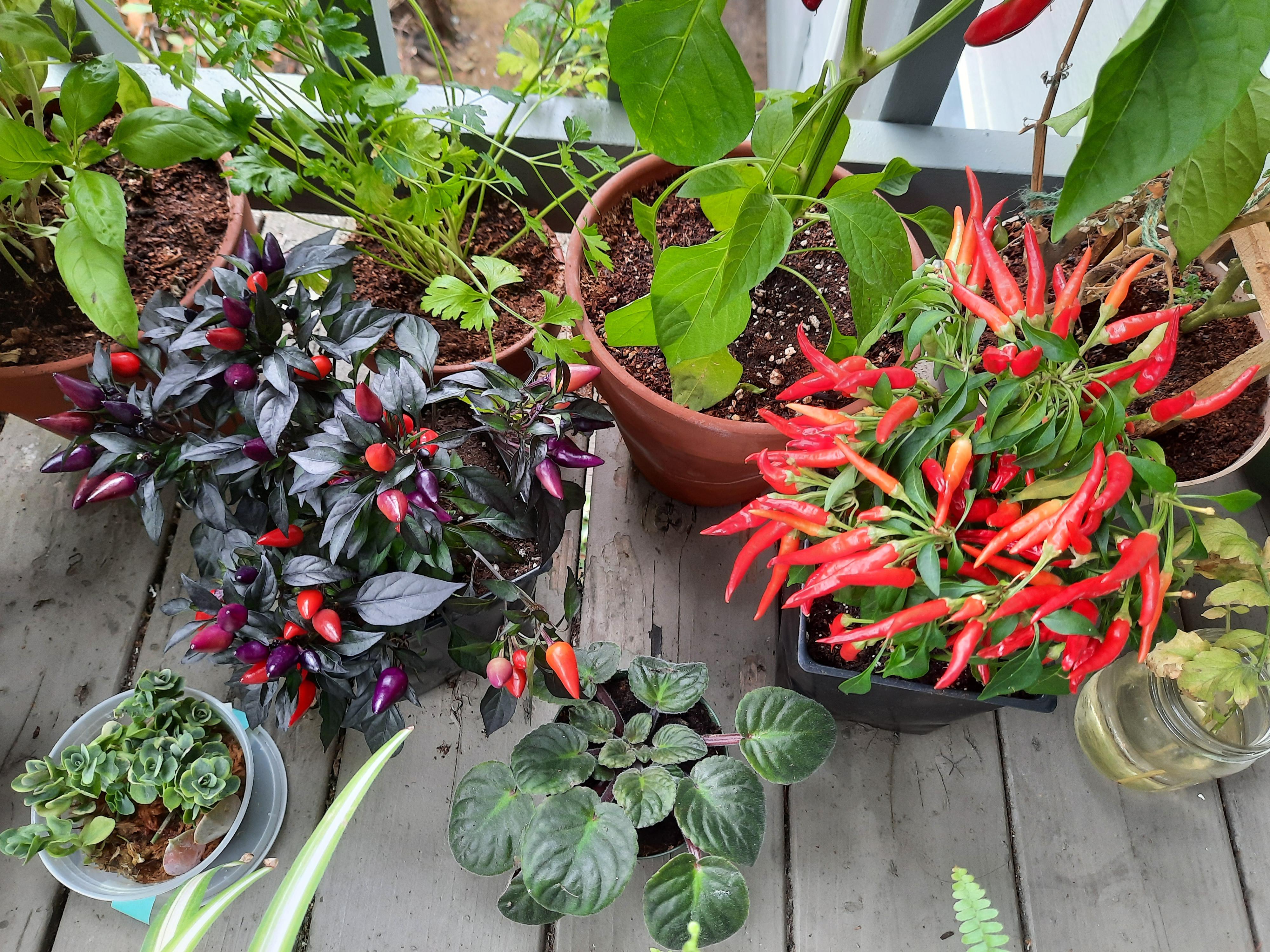 Am i supposed to take the peppers off of the ornamental pepper plants