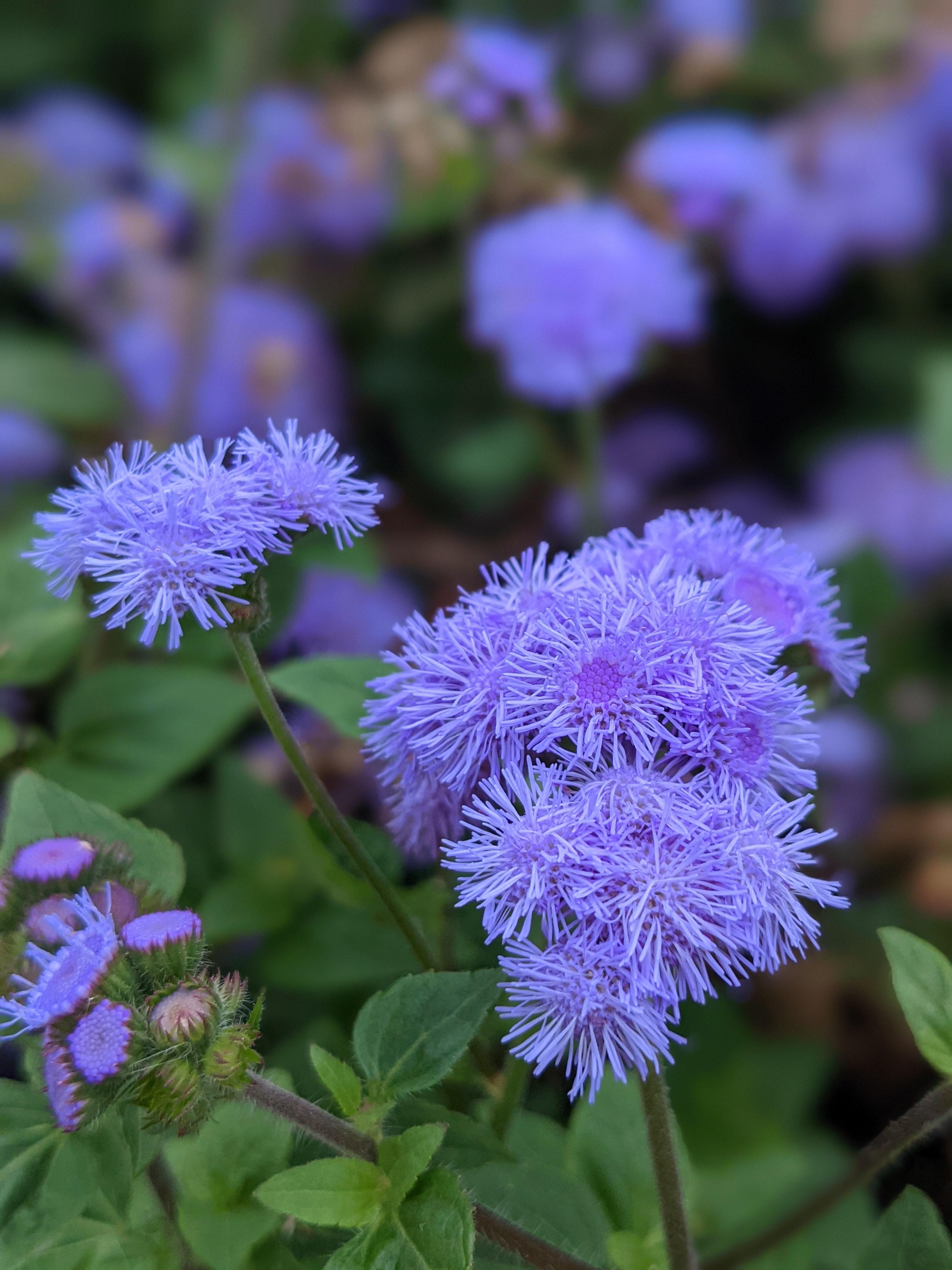 What are these flowers called? r/madisonwi
