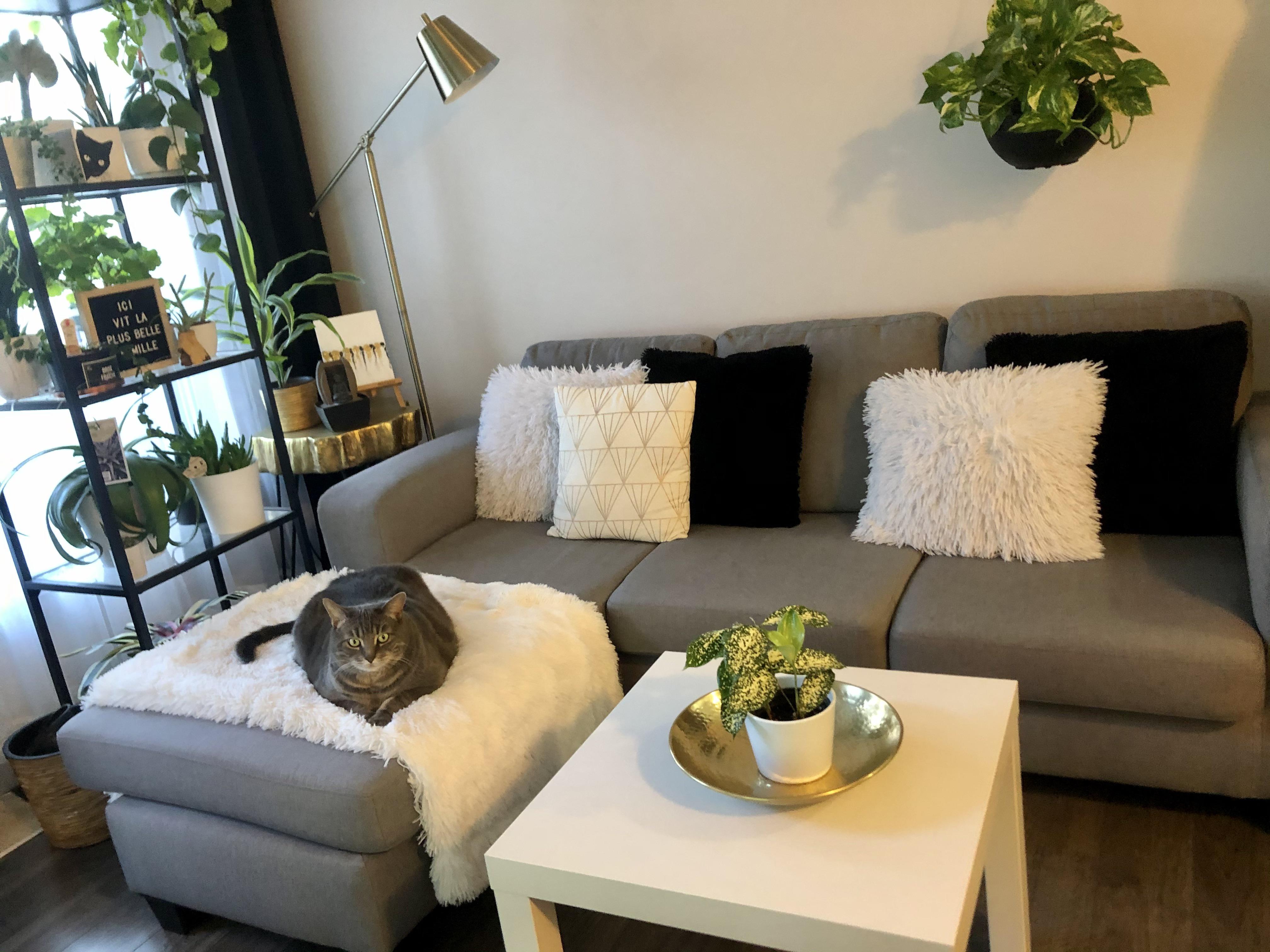 My cozy cat in my cozy living room r/CozyPlaces