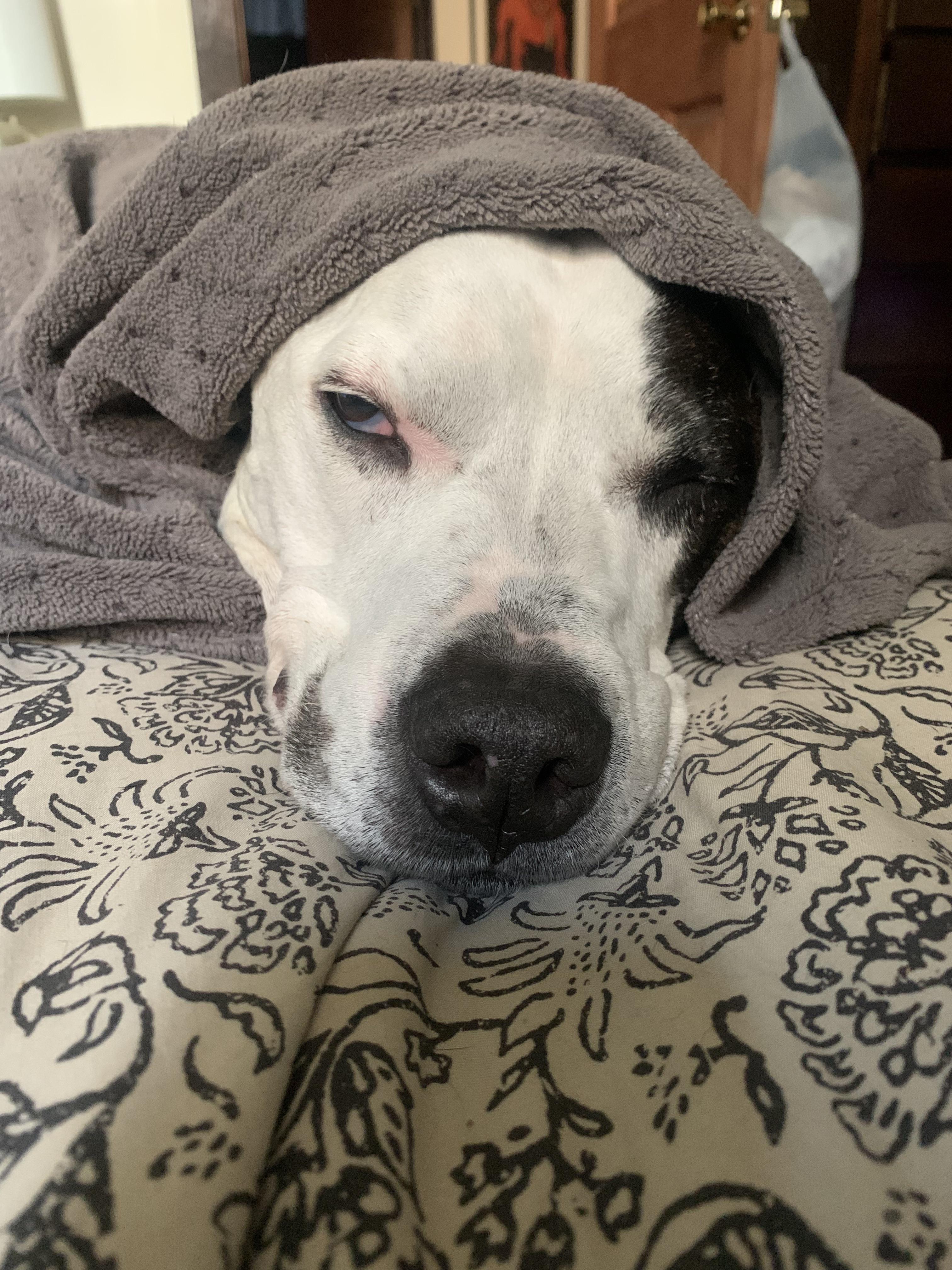 This old man loves his blankets. r/AmStaffPitts