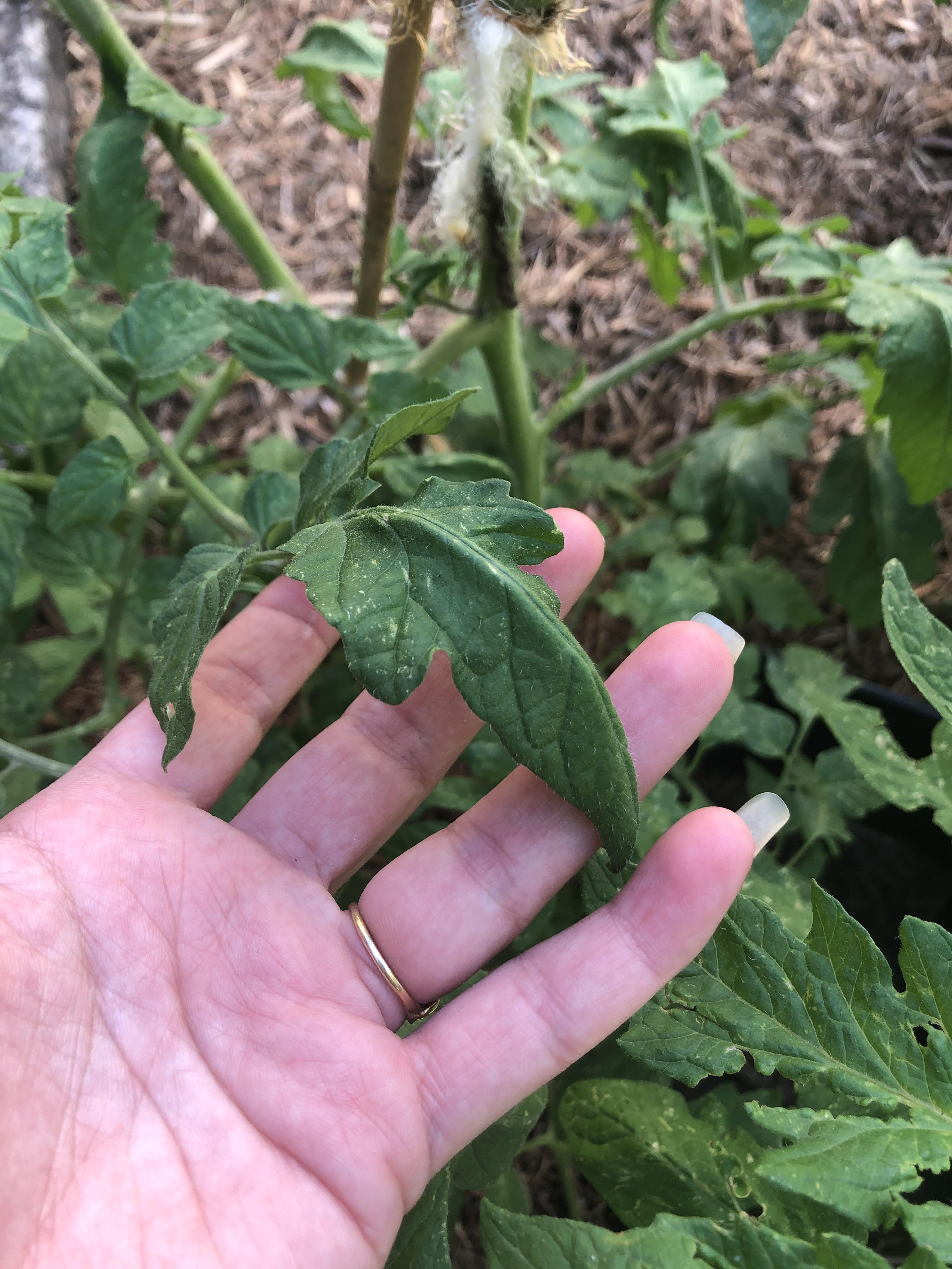 Tomato walnut wilt? Nutrient deficiency? Should I just propagate the unaffected leaves and grow