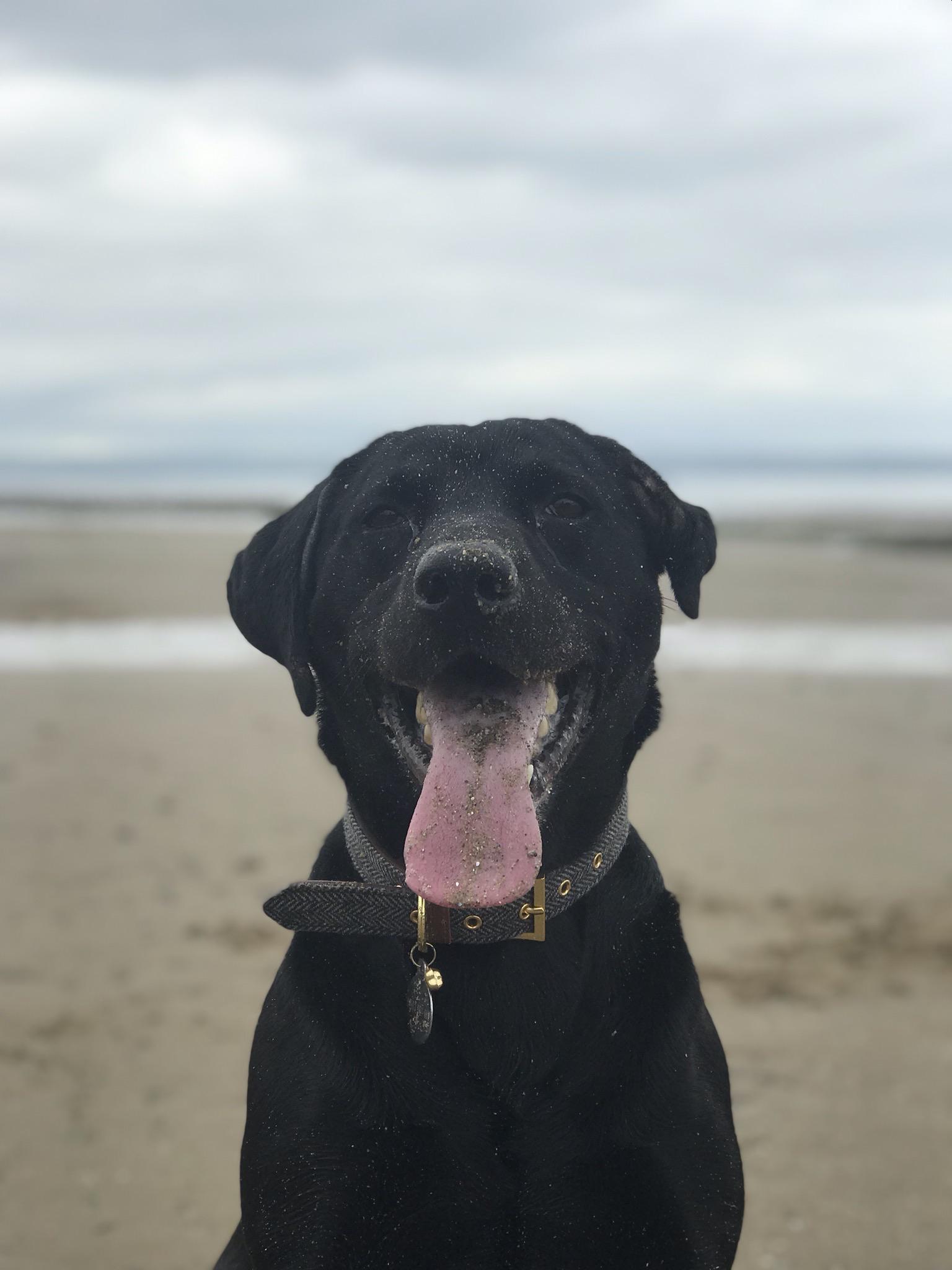 He had an aural hematoma and now he has a cauliflower ear, but I think