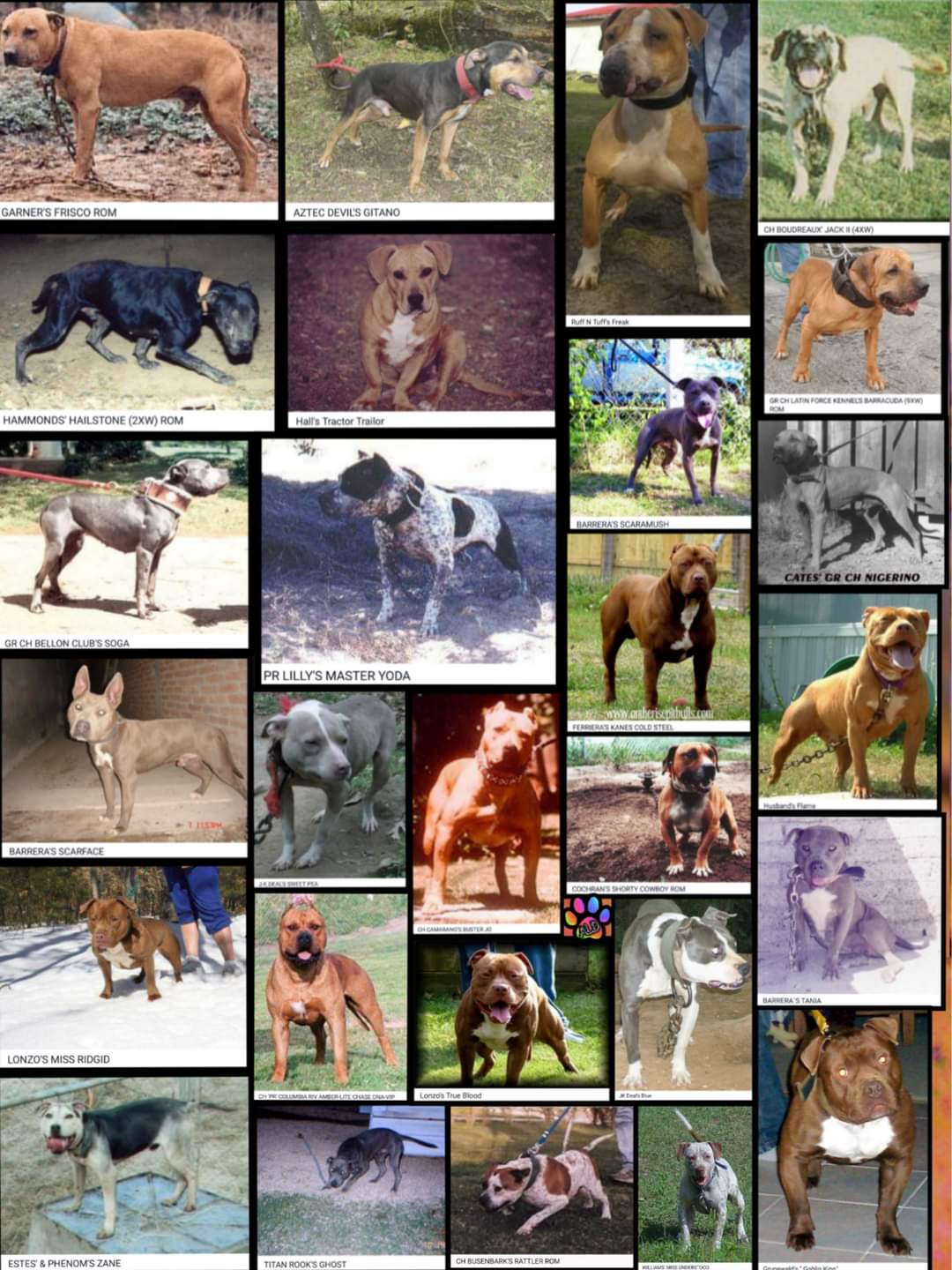 All of these are registered American Pit Bull Terriers. r/BanPitBulls